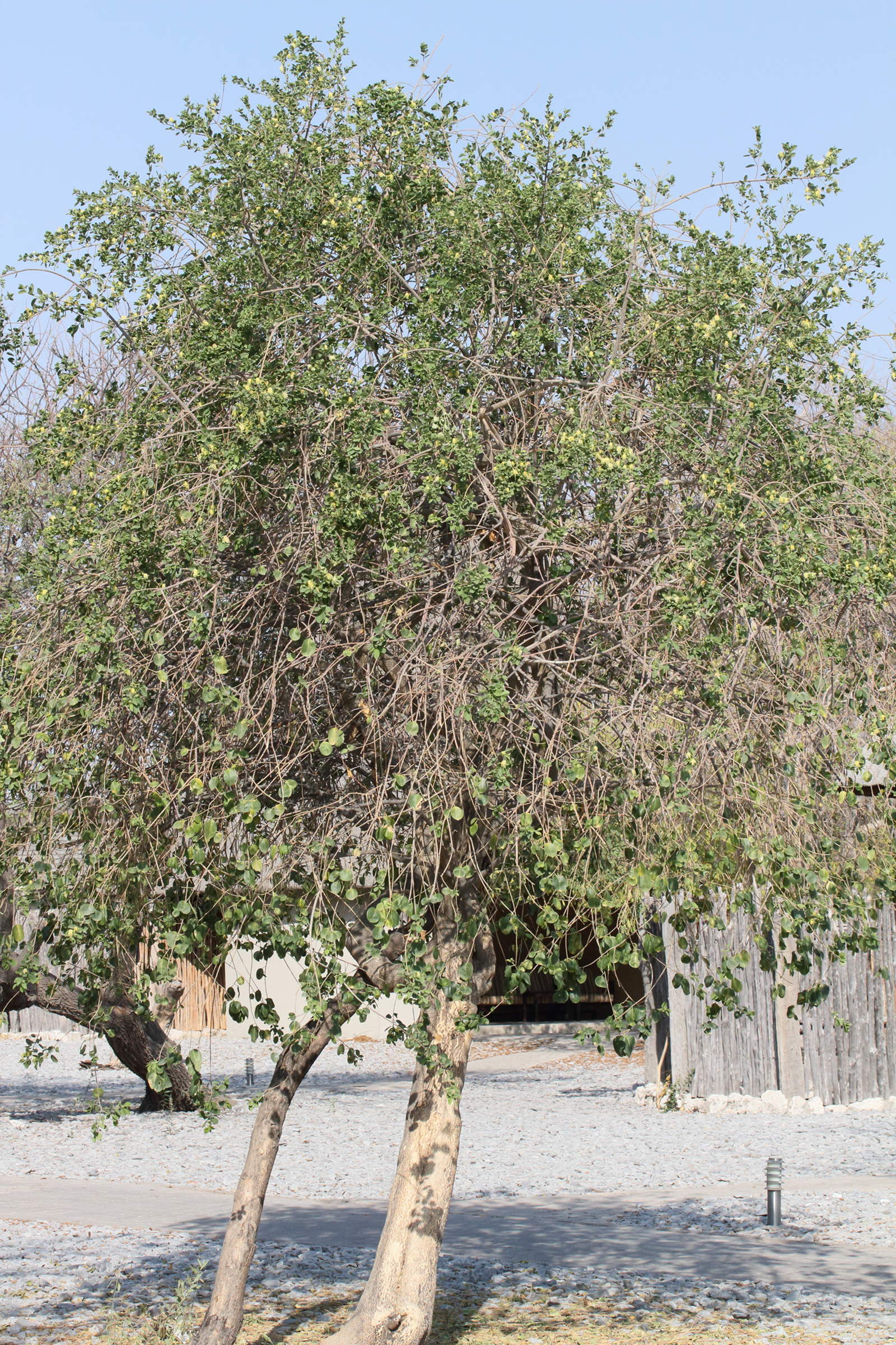 maerua_angolensis1md