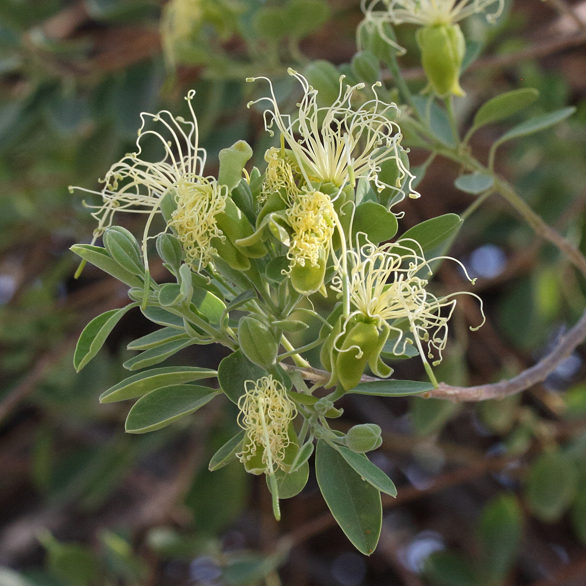 maerua_angolensis2md