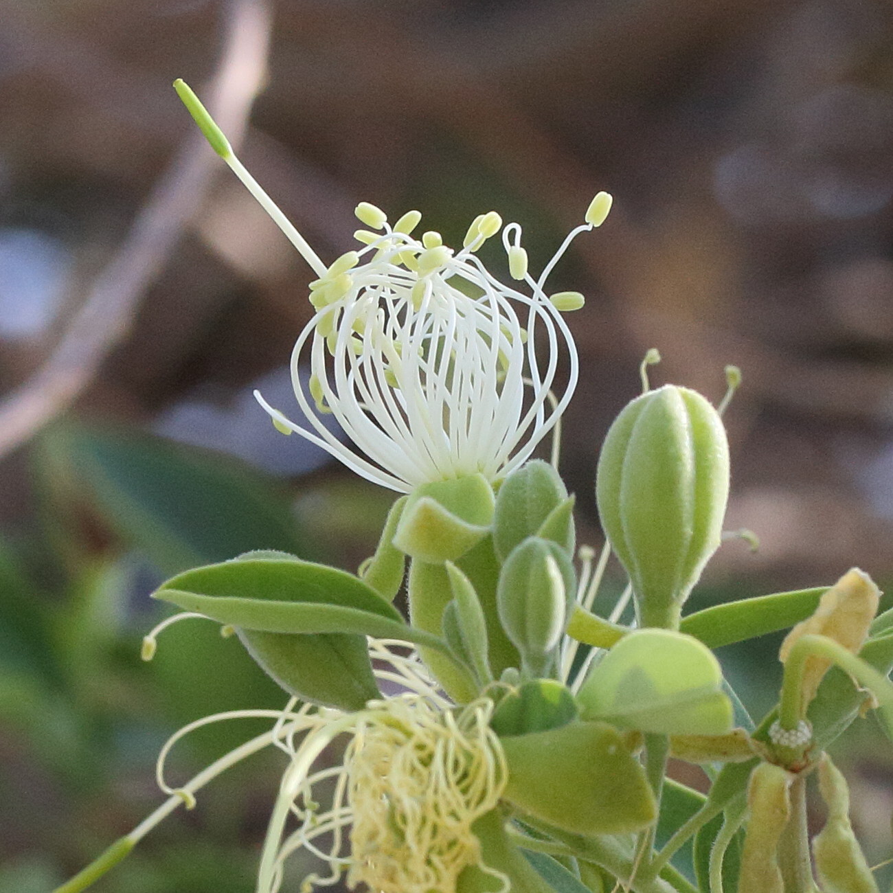 maerua_angolensis3md