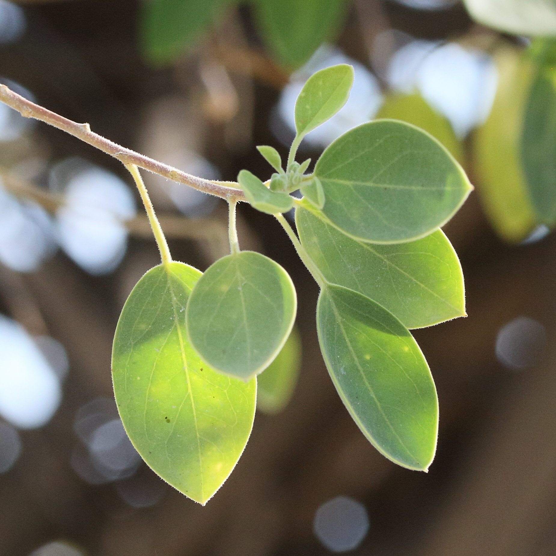 maerua_angolensis4md