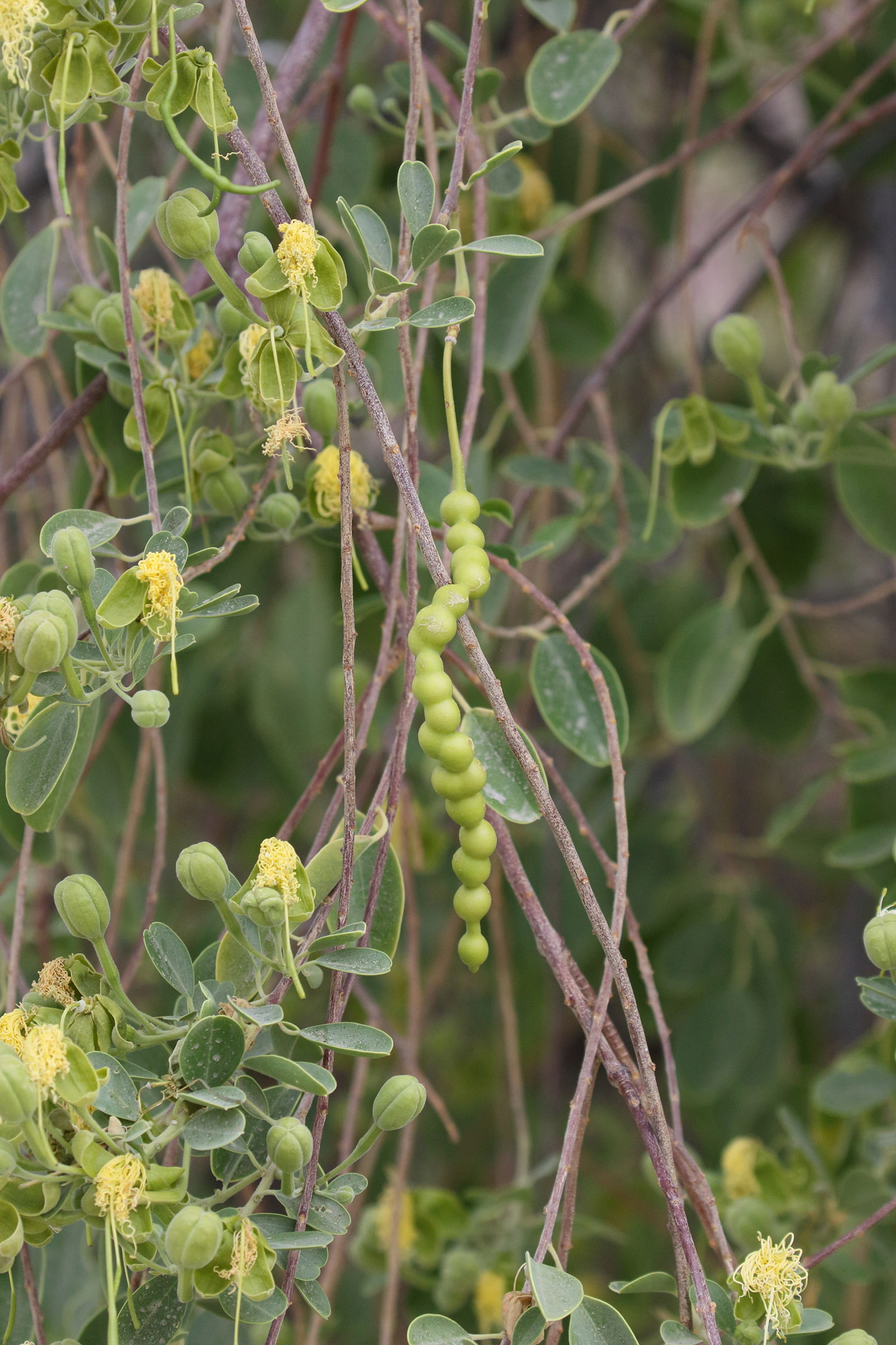maerua_angolensis5bd