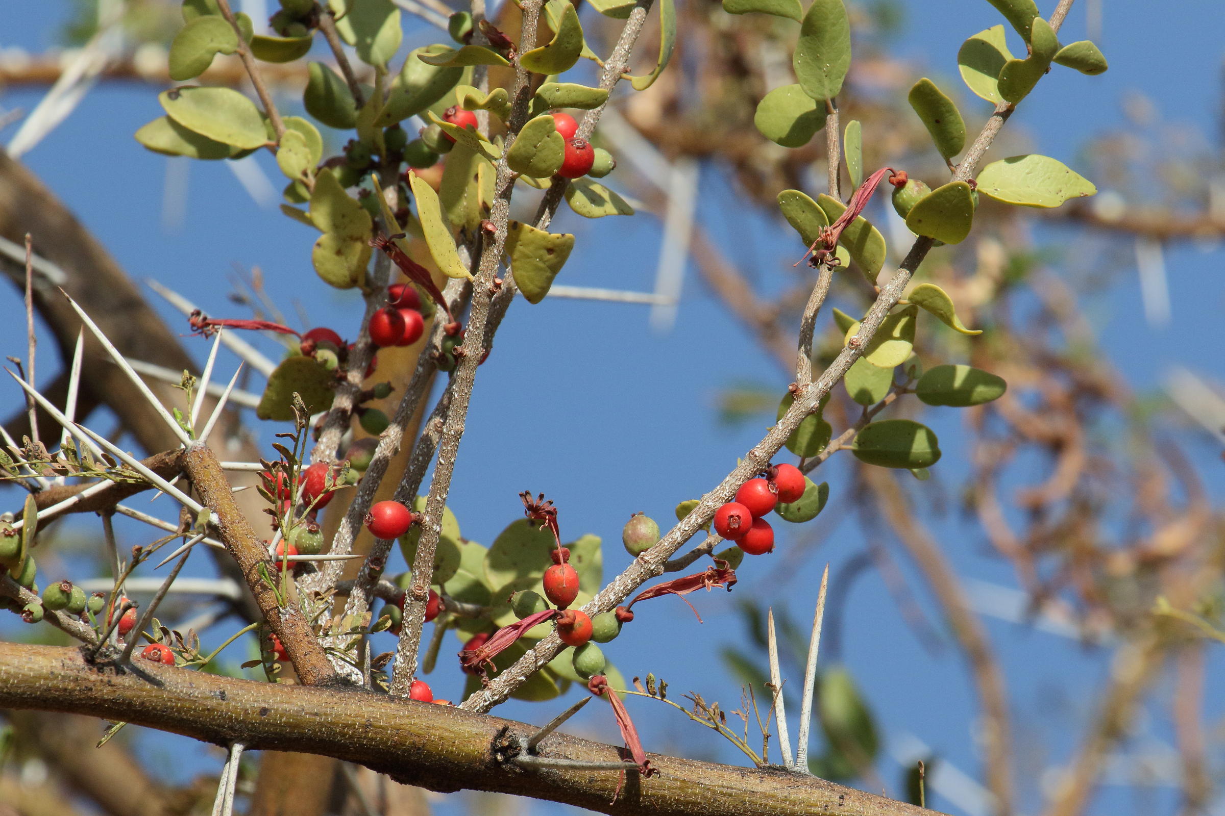 Afficher le média tapinanthus_oleifolius1md tapinanthus_oleifolius1md