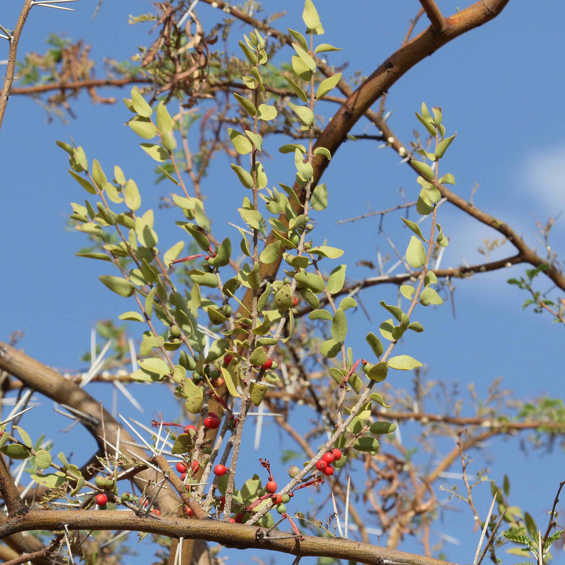 Afficher le média tapinanthus_oleifolius2md tapinanthus_oleifolius2md