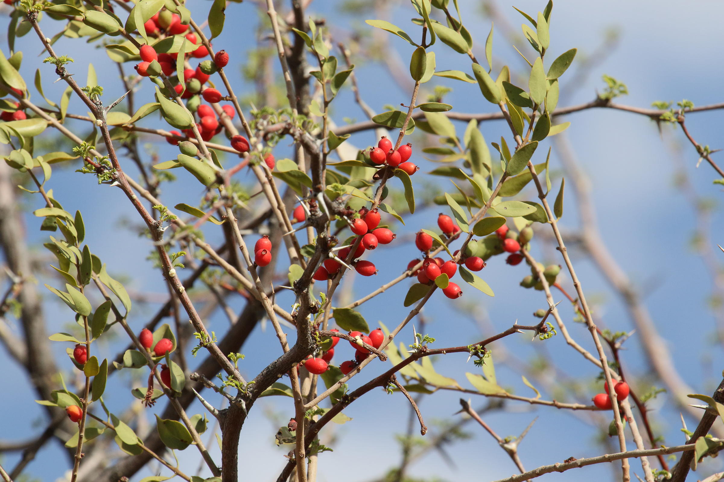 Afficher le média tapinanthus_oleifolius3md tapinanthus_oleifolius3md