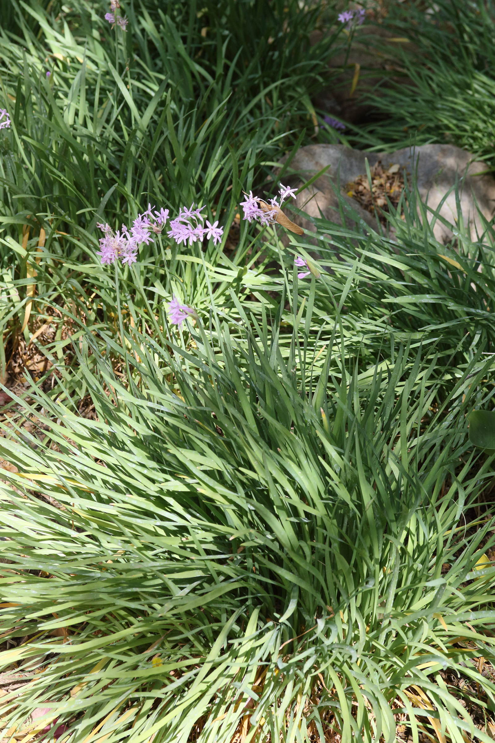 tulbaghia_violacea3md