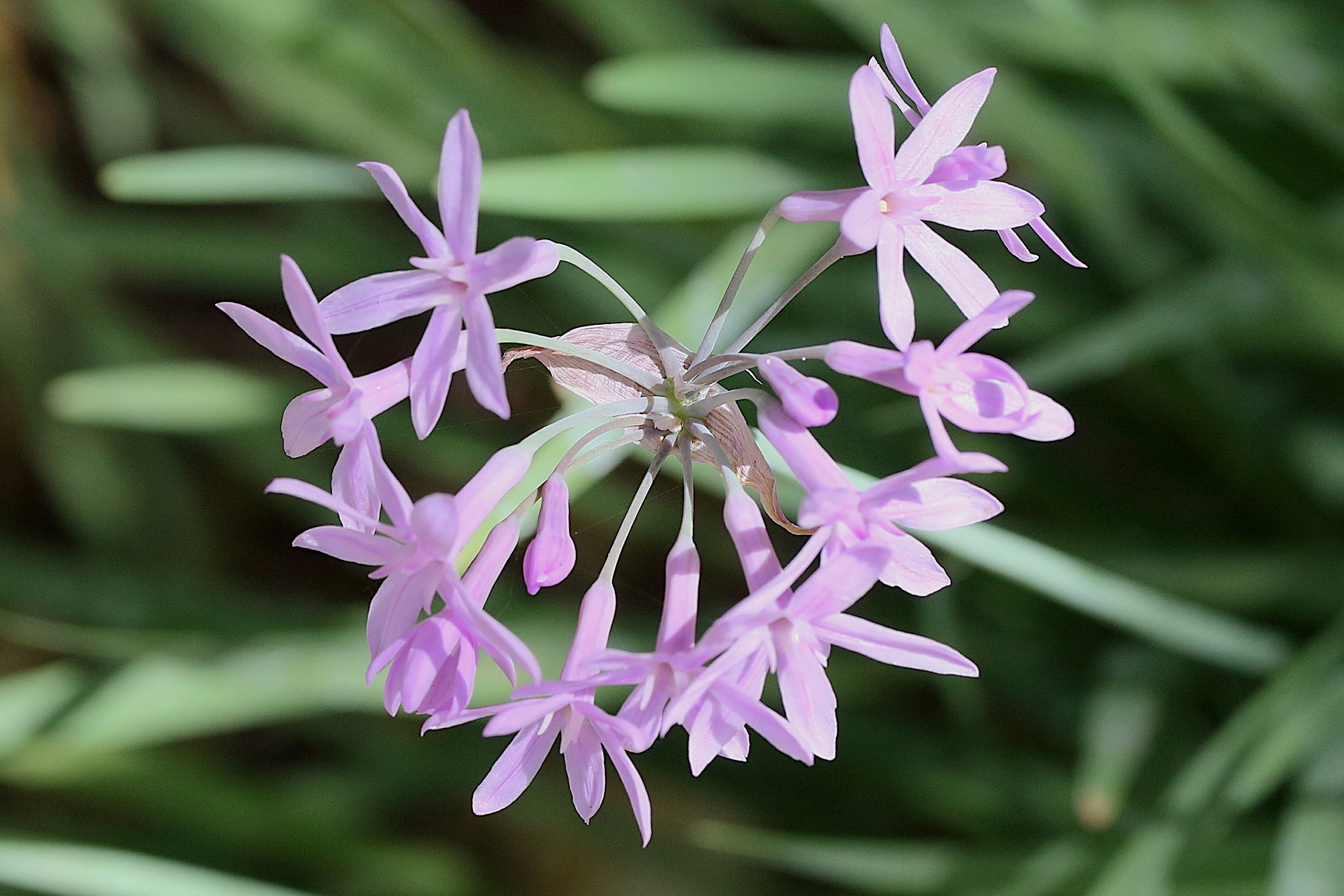 tulbaghia_violacea4md