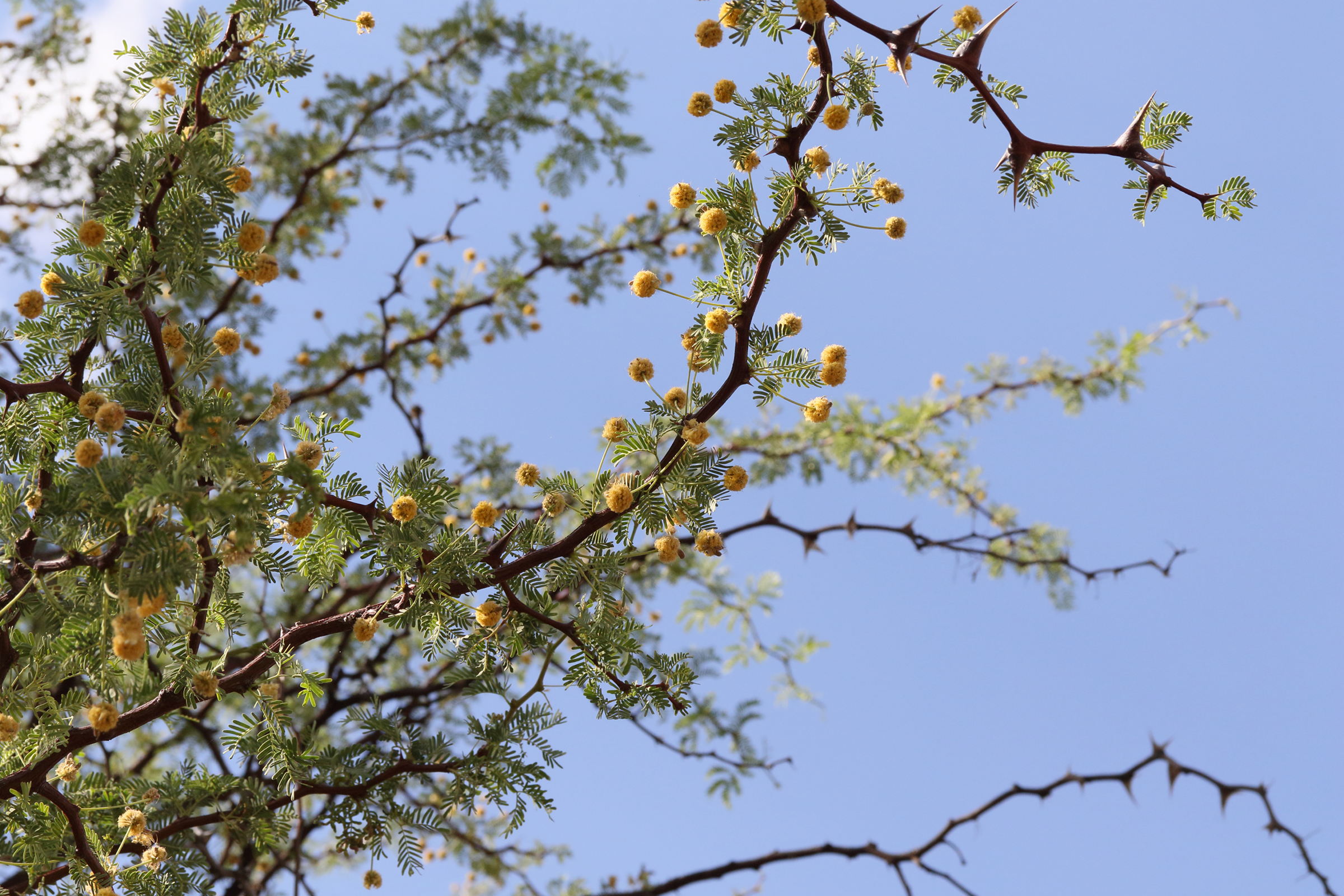 vachellia_erioloba2md