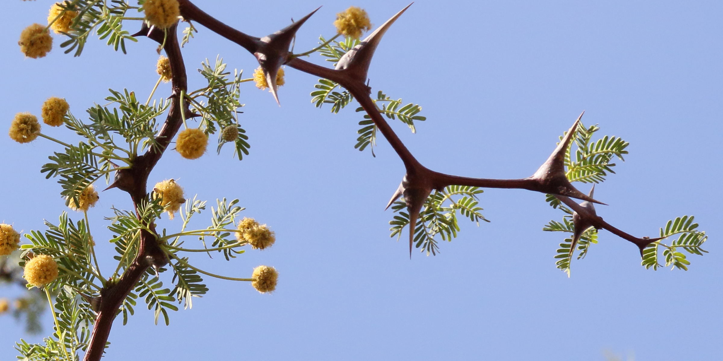 vachellia_erioloba3md