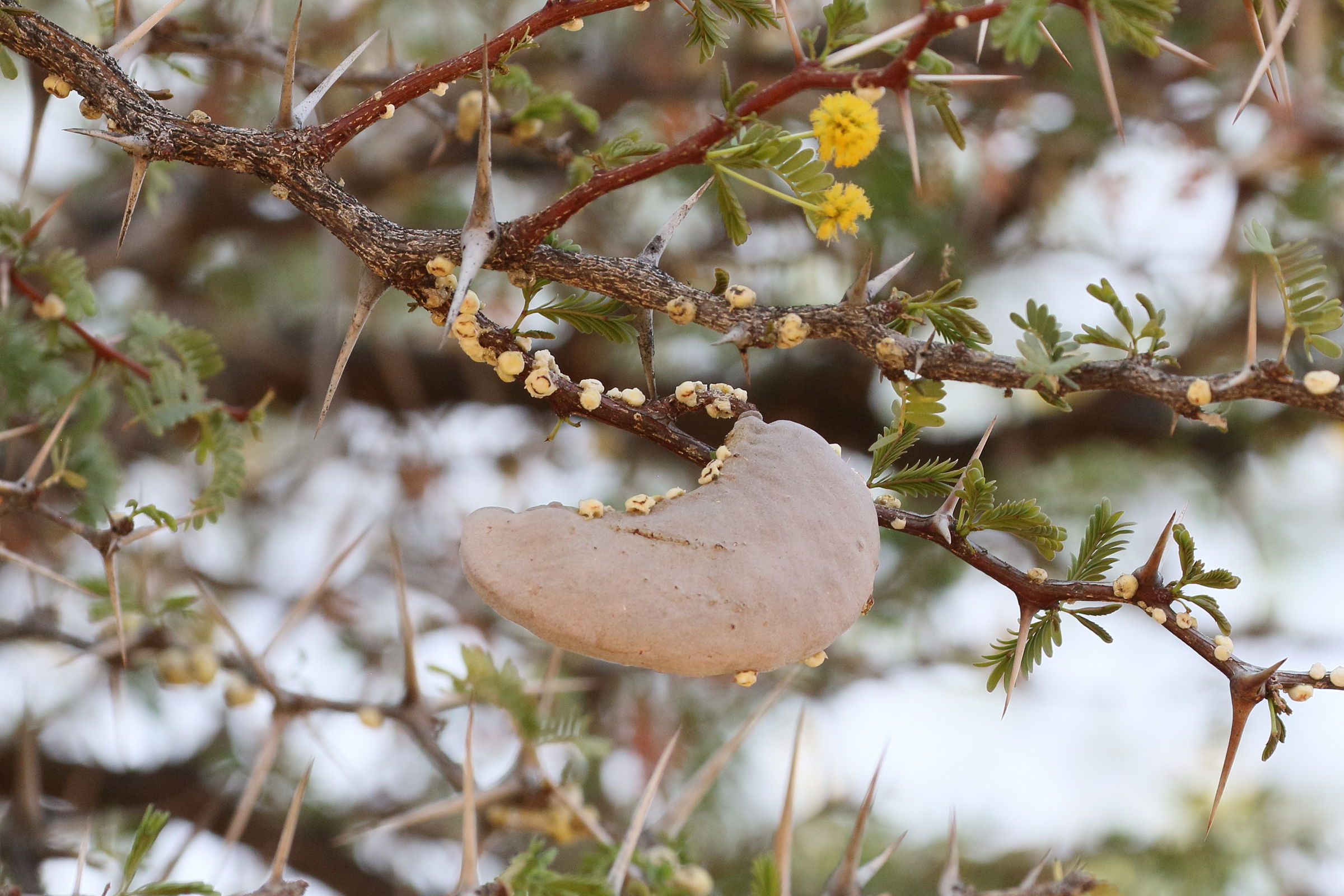 vachellia_erioloba4bd