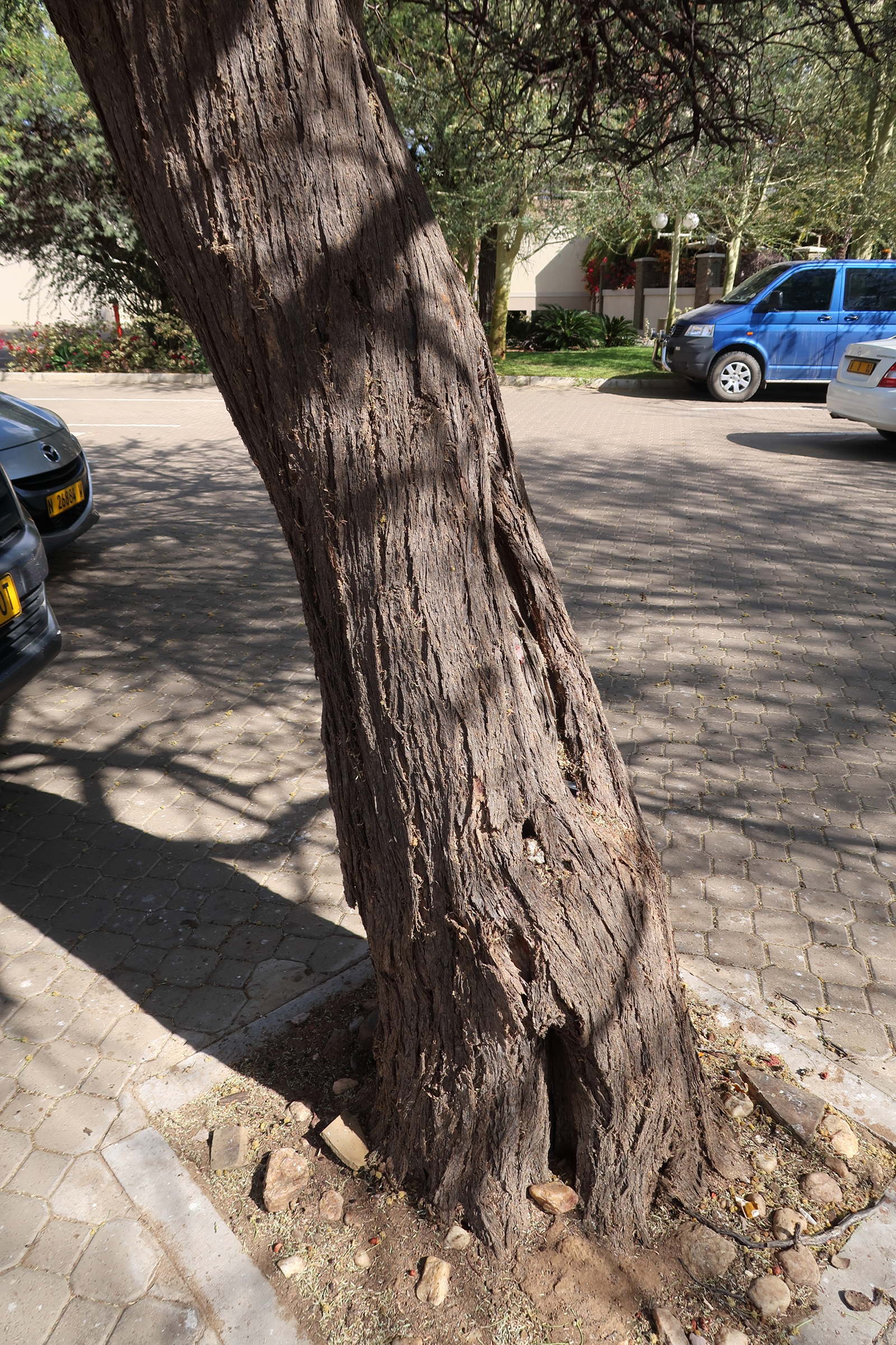 vachellia_erioloba5md