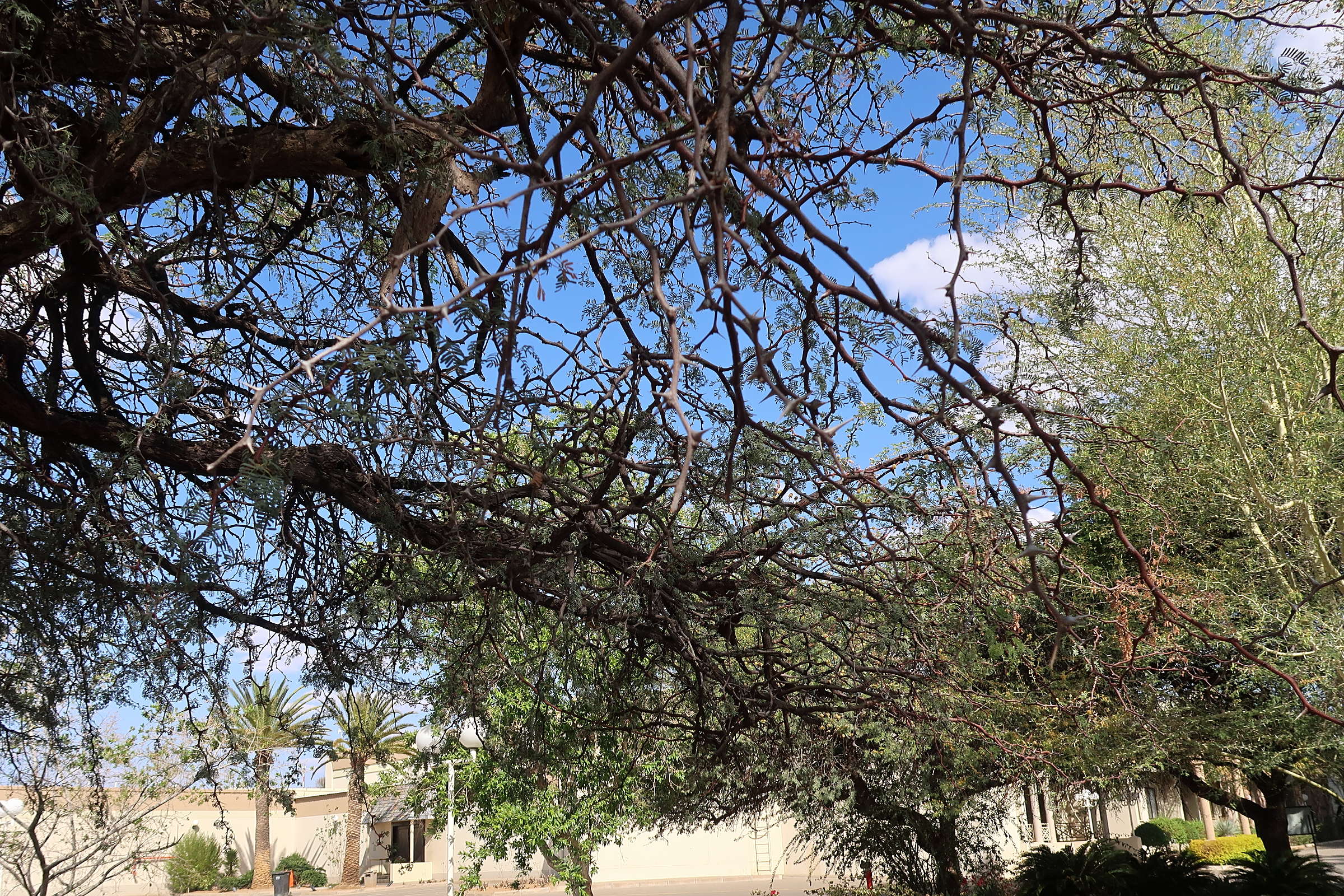 vachellia_erioloba6md