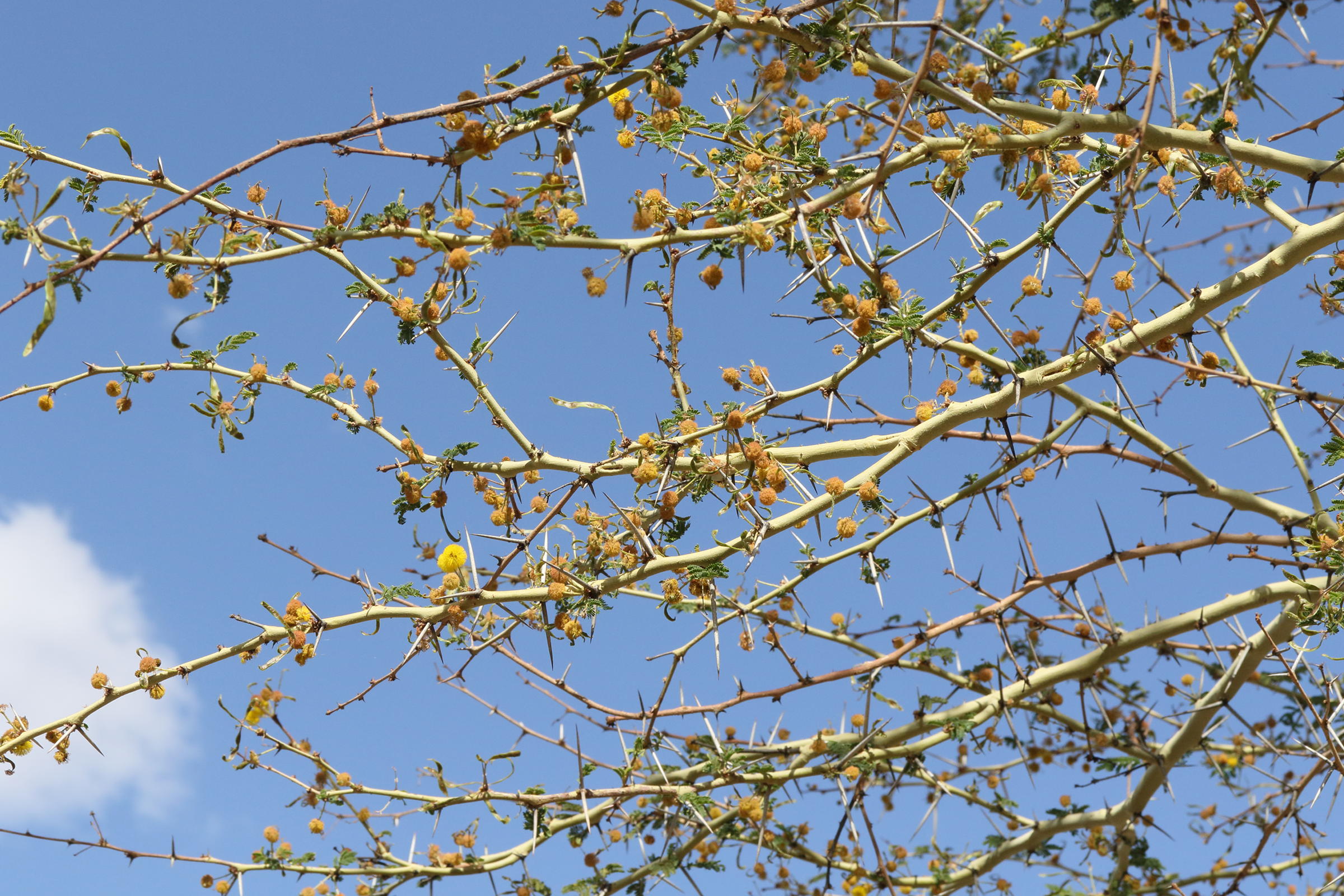 vachellia_xanthophloea1md