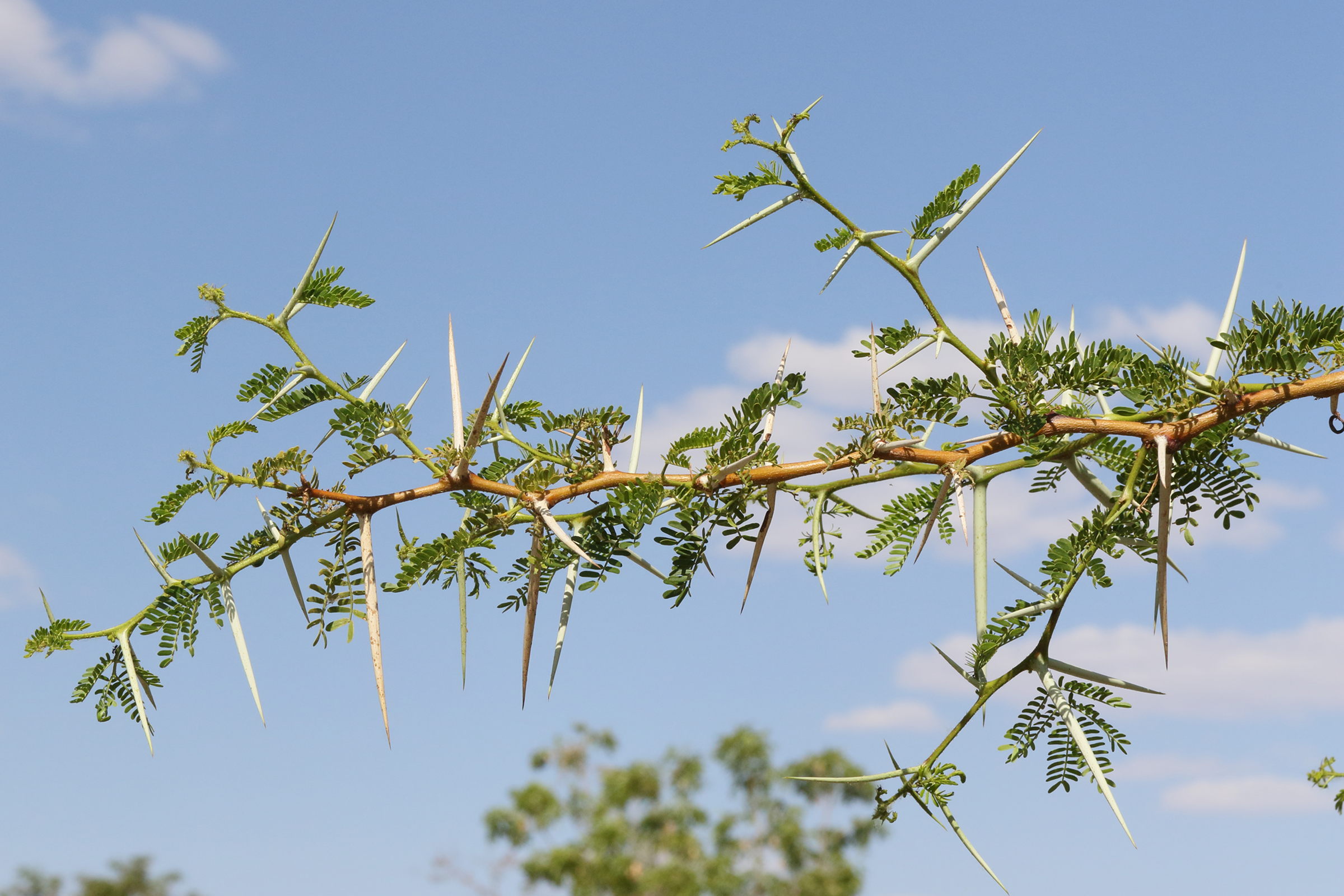 vachellia_xanthophloea2md
