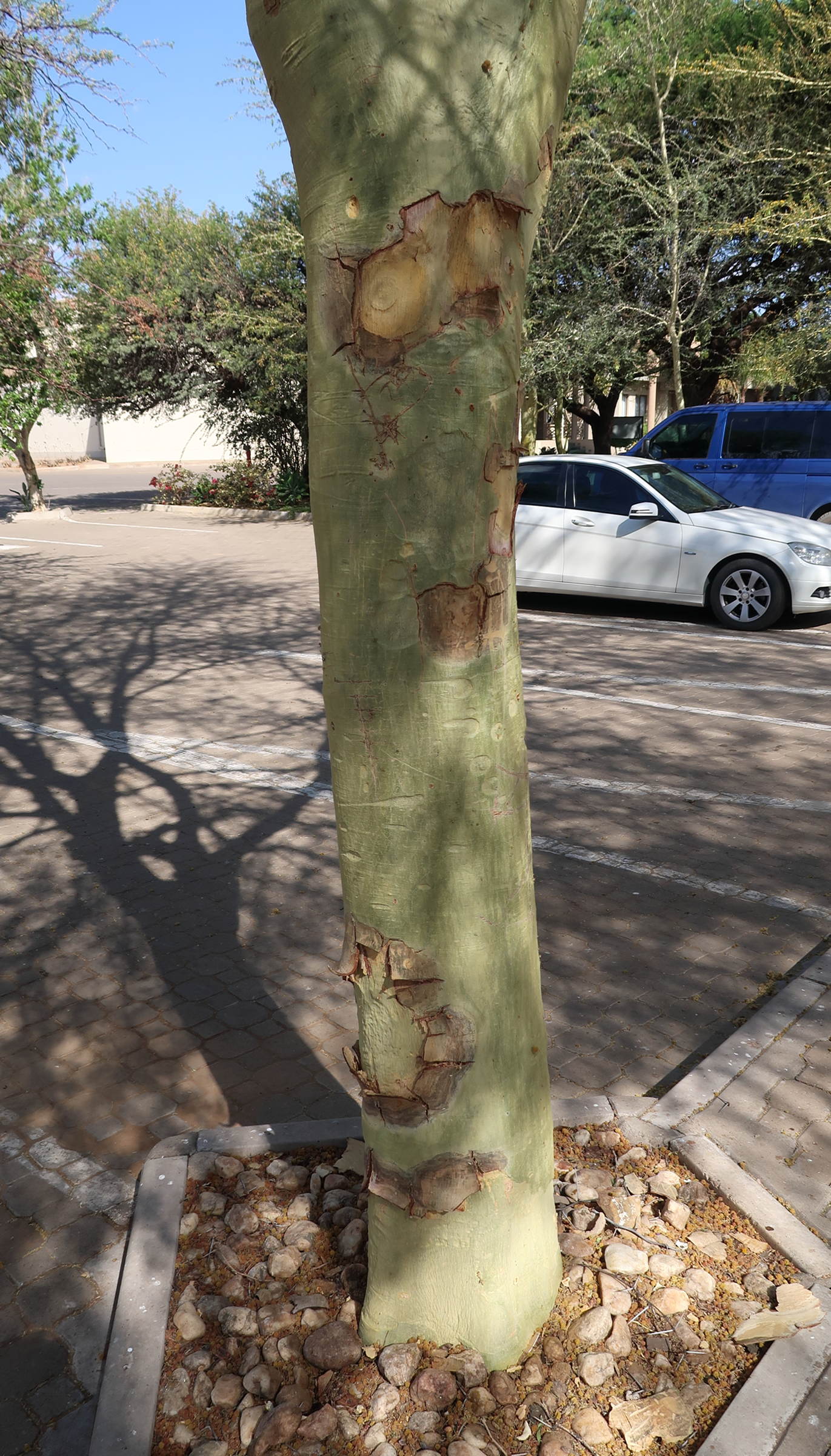 vachellia_xanthophloea3md