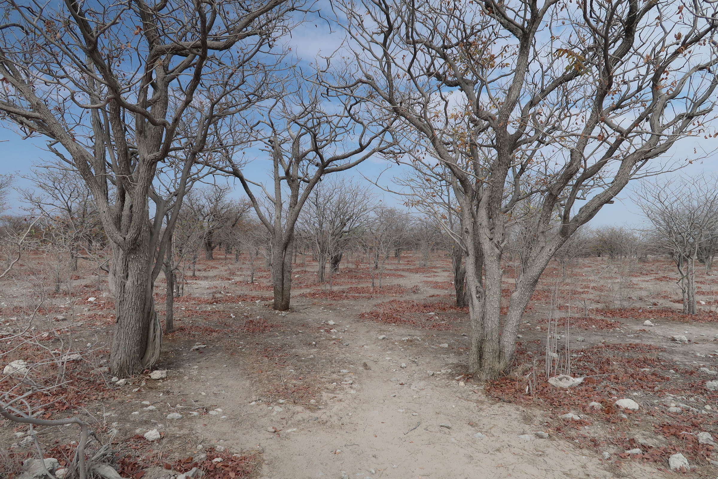 colophospermum_mopane1md