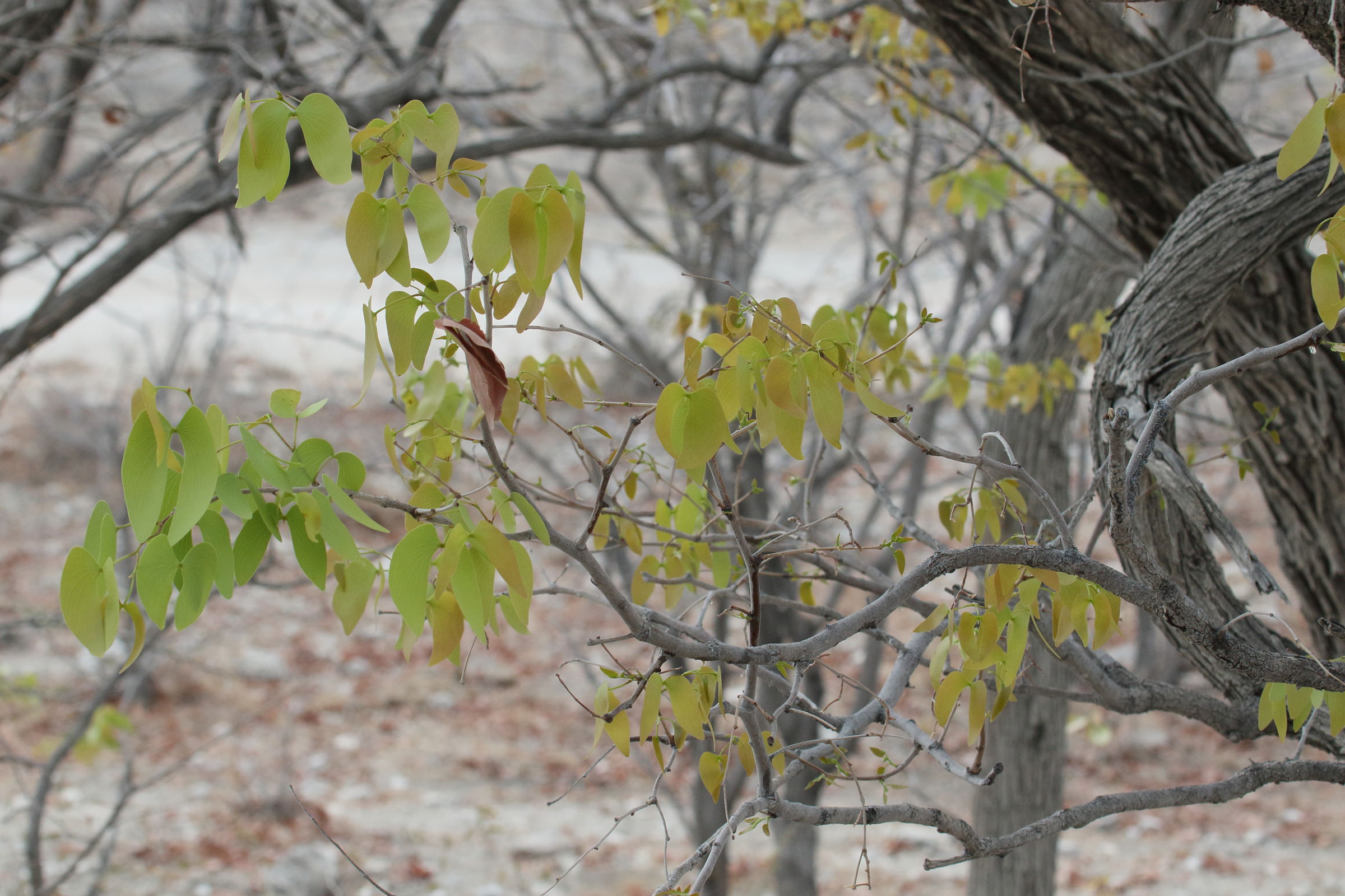 colophospermum_mopane2md