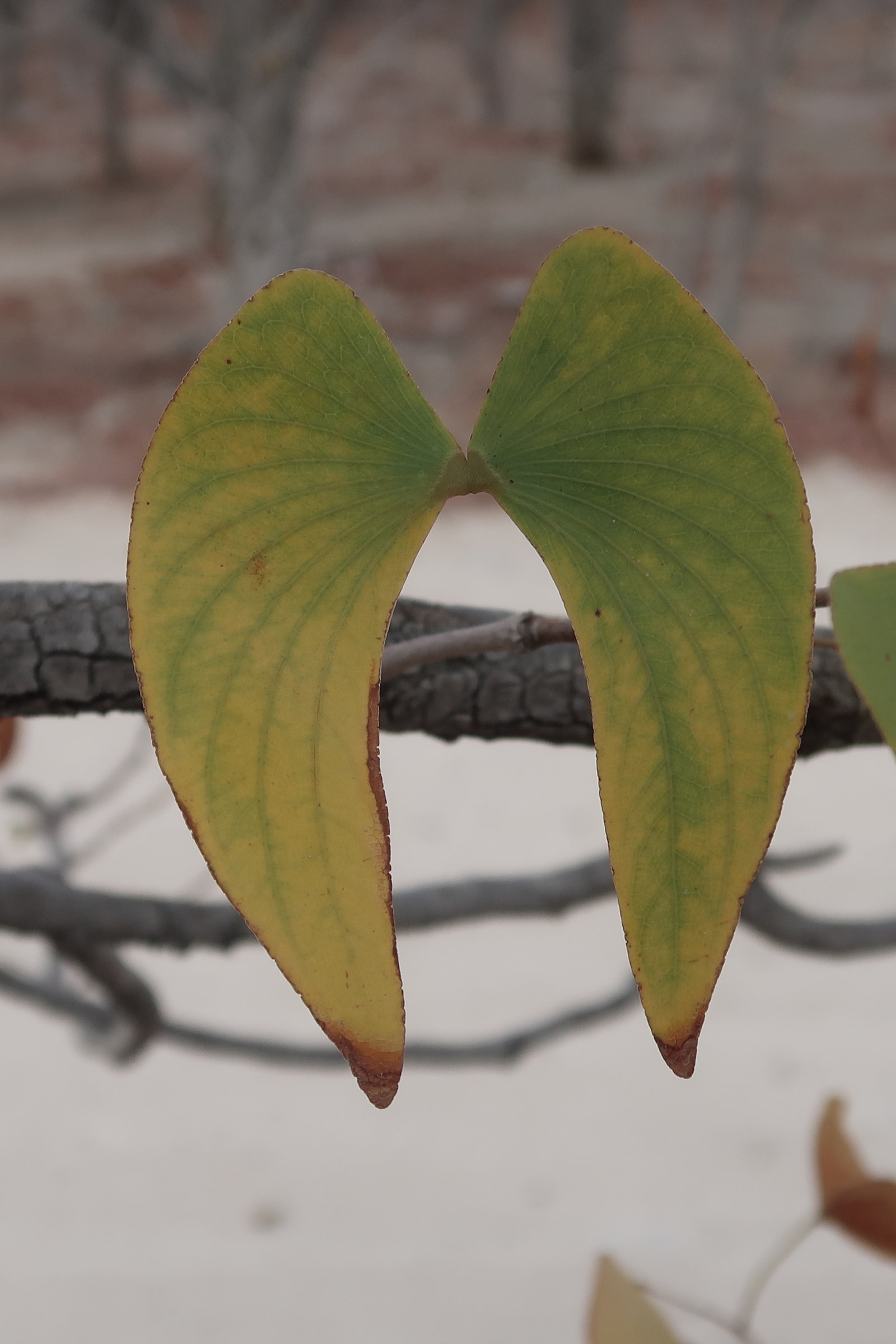 colophospermum_mopane3md