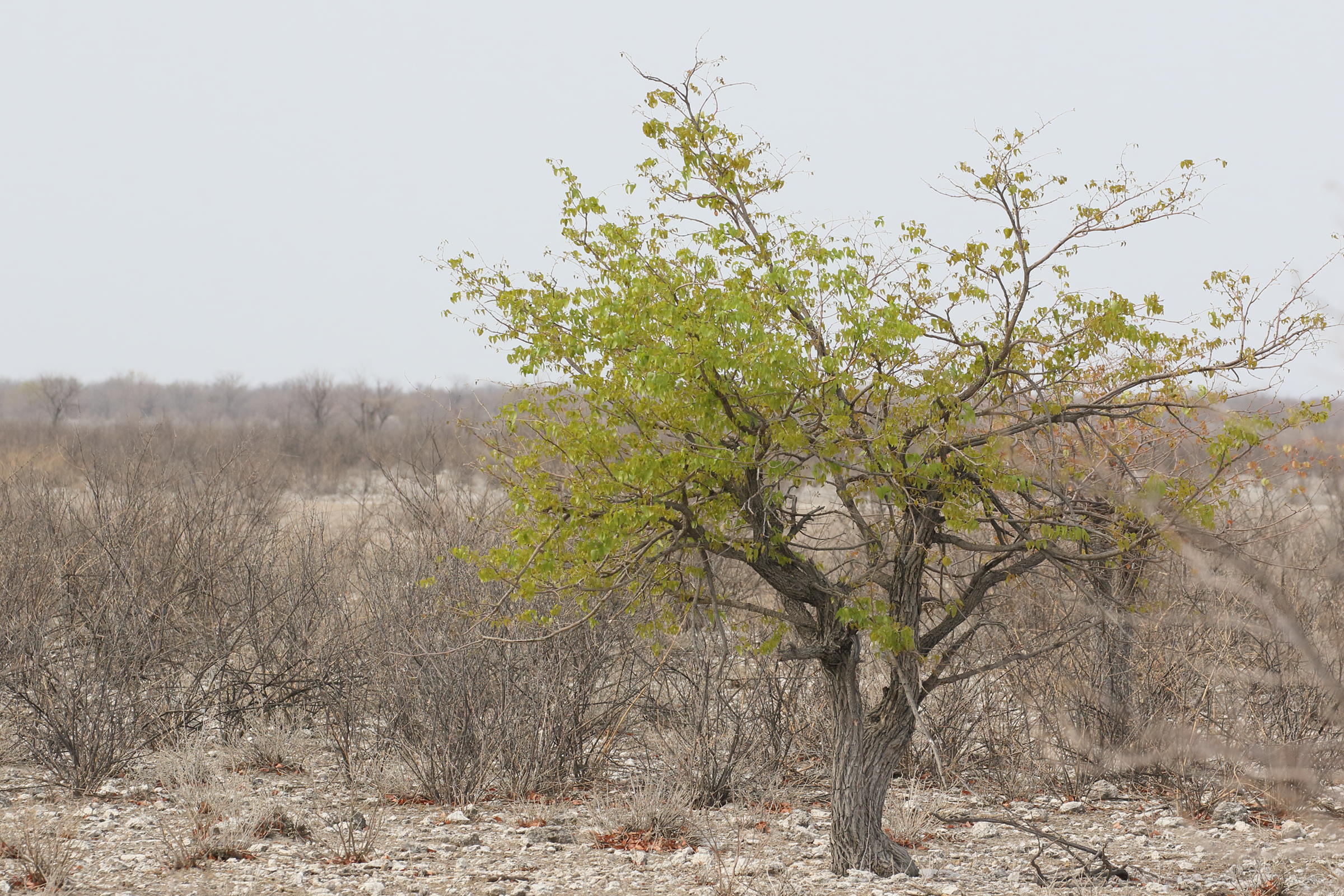 colophospermum_mopane4bd