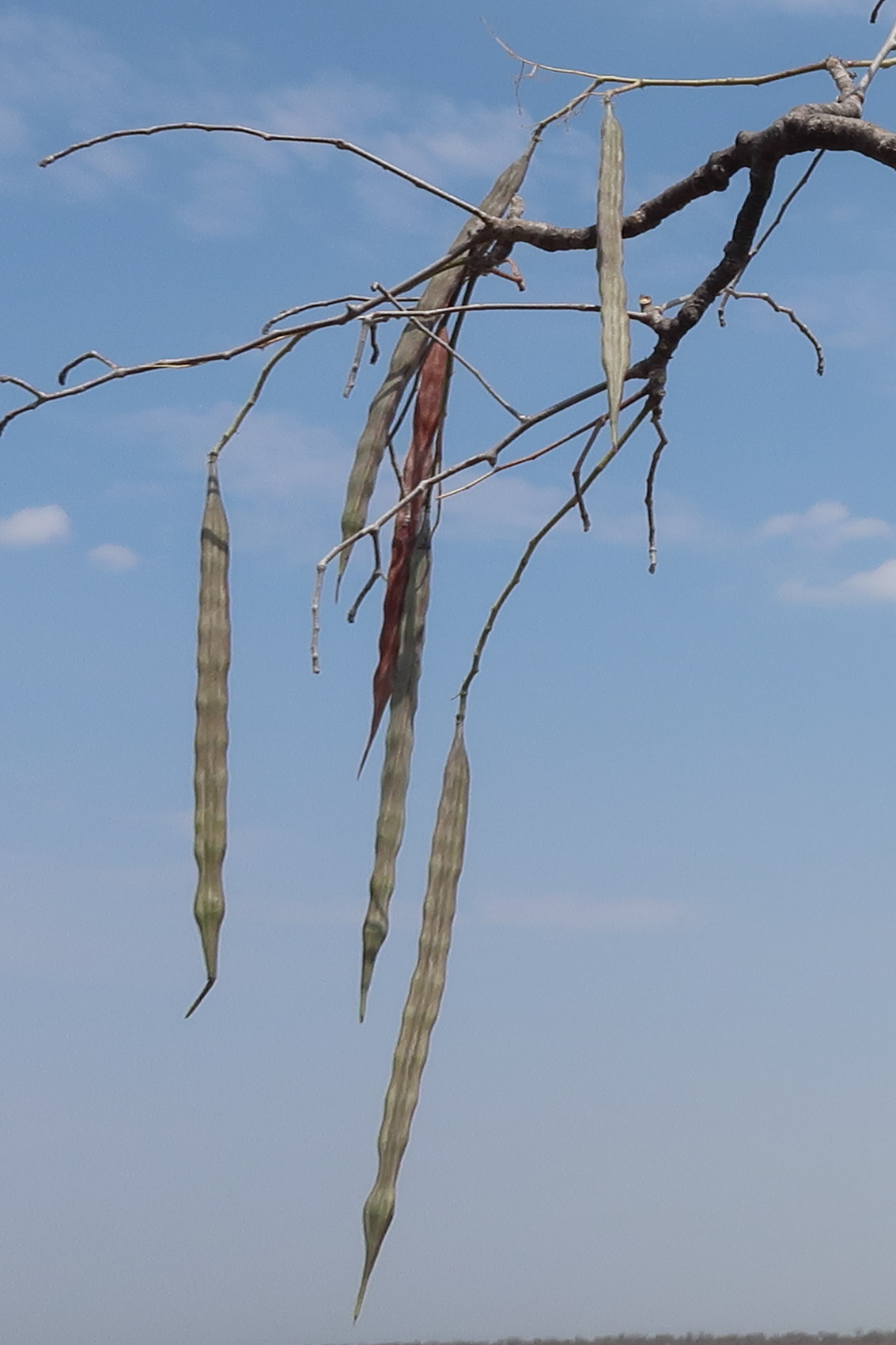 Afficher le média moringa_ovalifolia2md moringa_ovalifolia2md