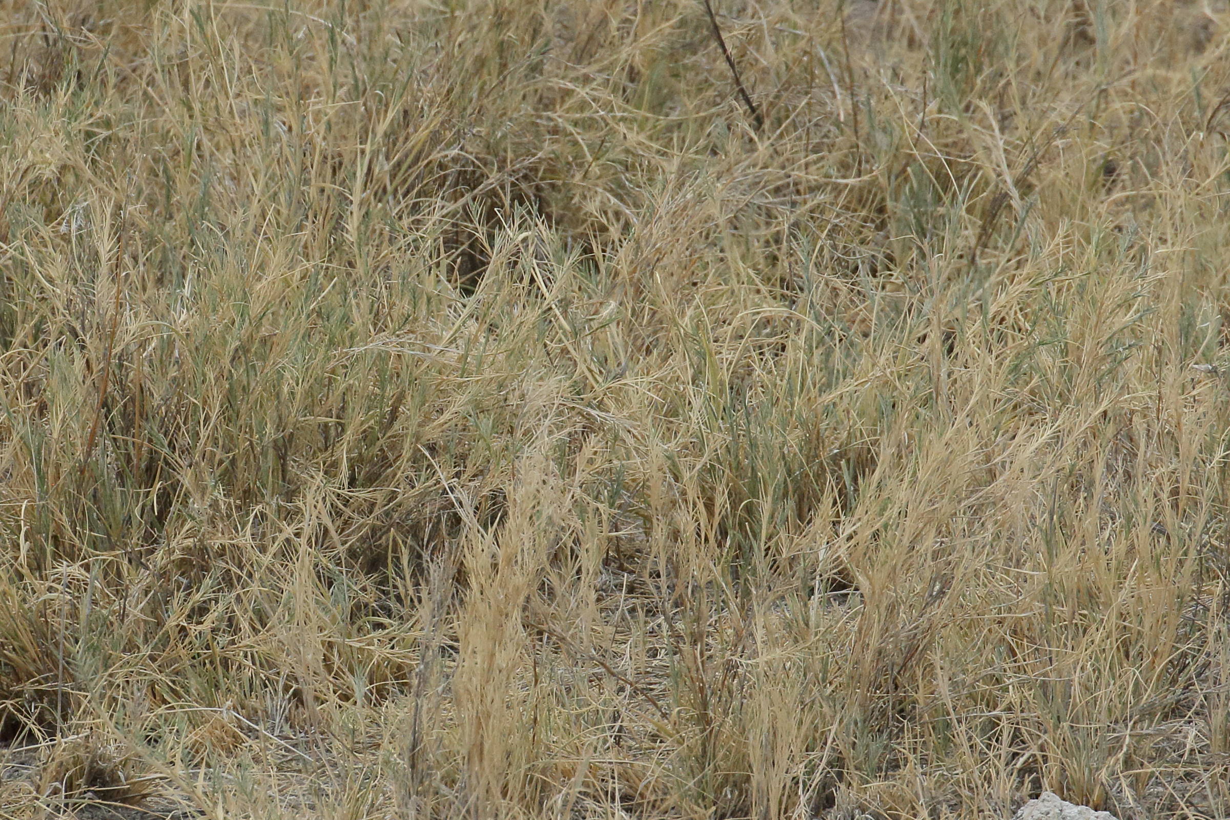 odyssea_paucinervis1bd