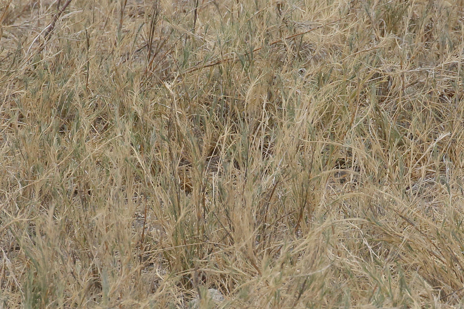 odyssea_paucinervis2bd