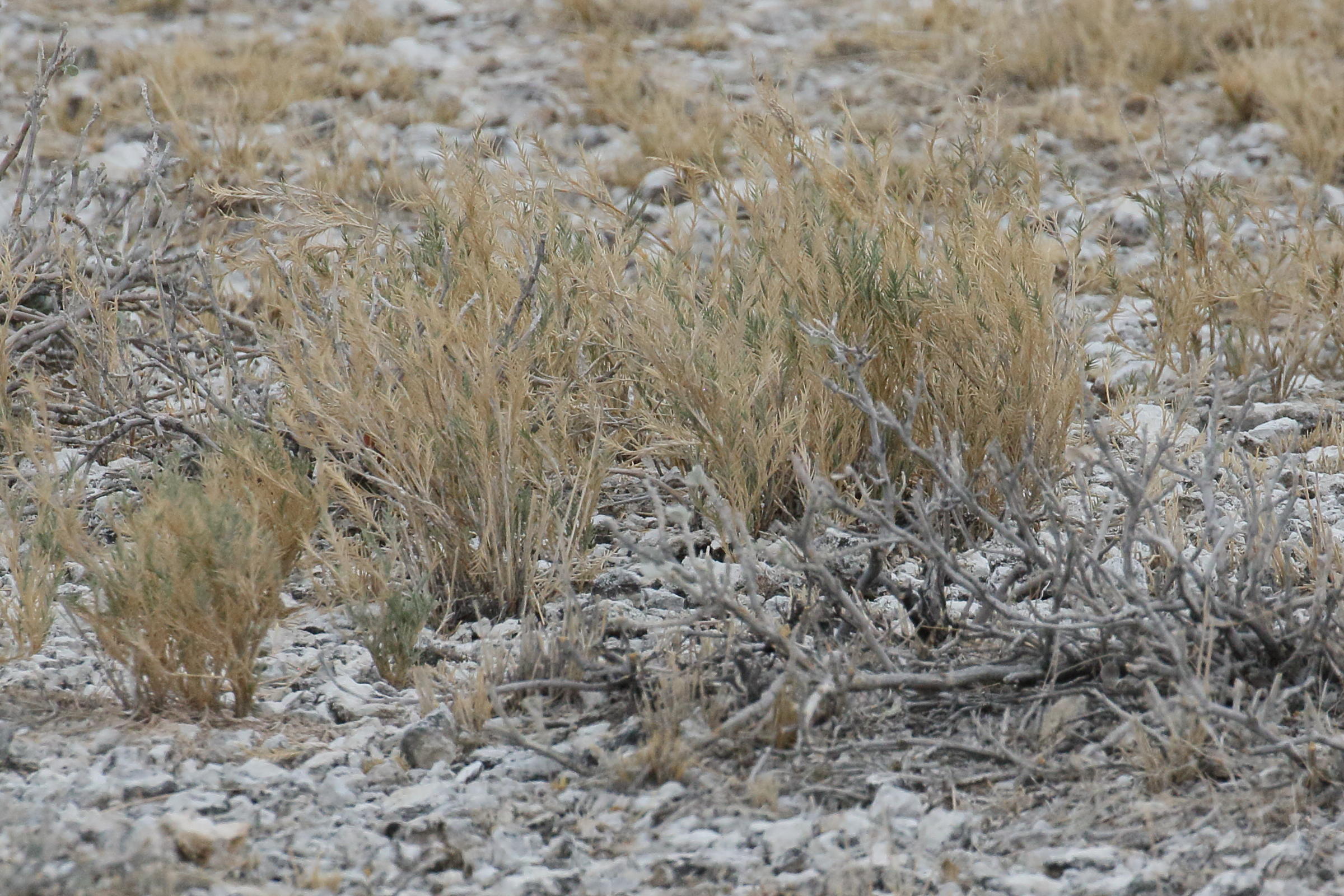 odyssea_paucinervis3bd