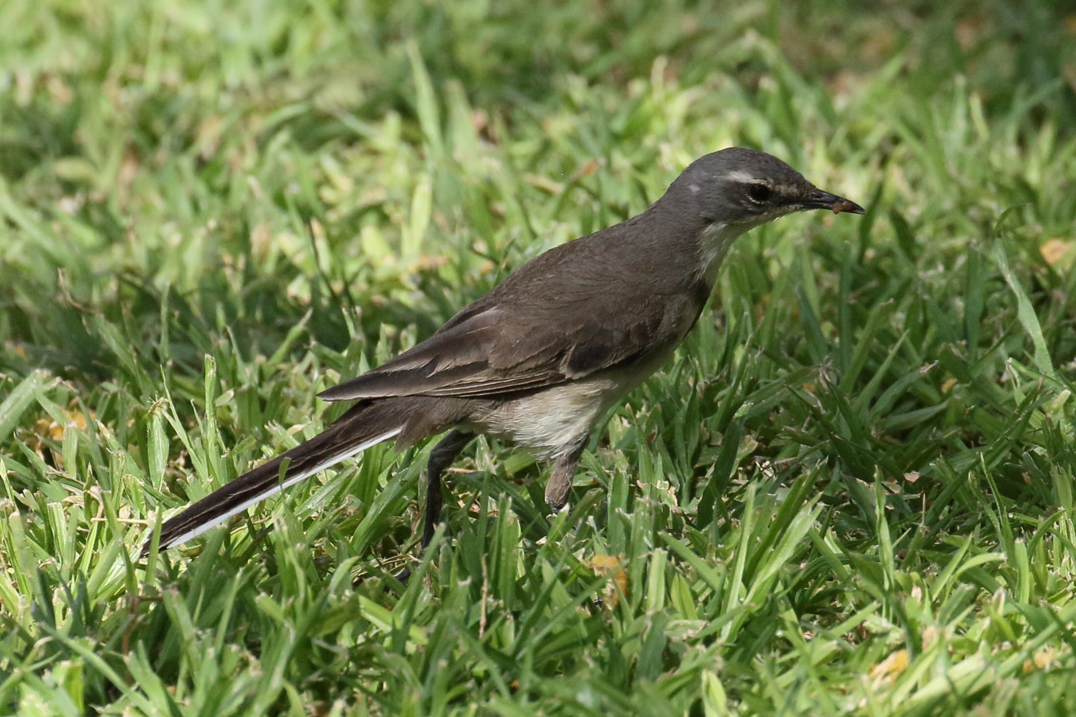 Afficher le média bergeronnette_du_cap_-_motacilla_capensis1bd bergeronnette_du_cap_-_motacilla_capensis1bd
