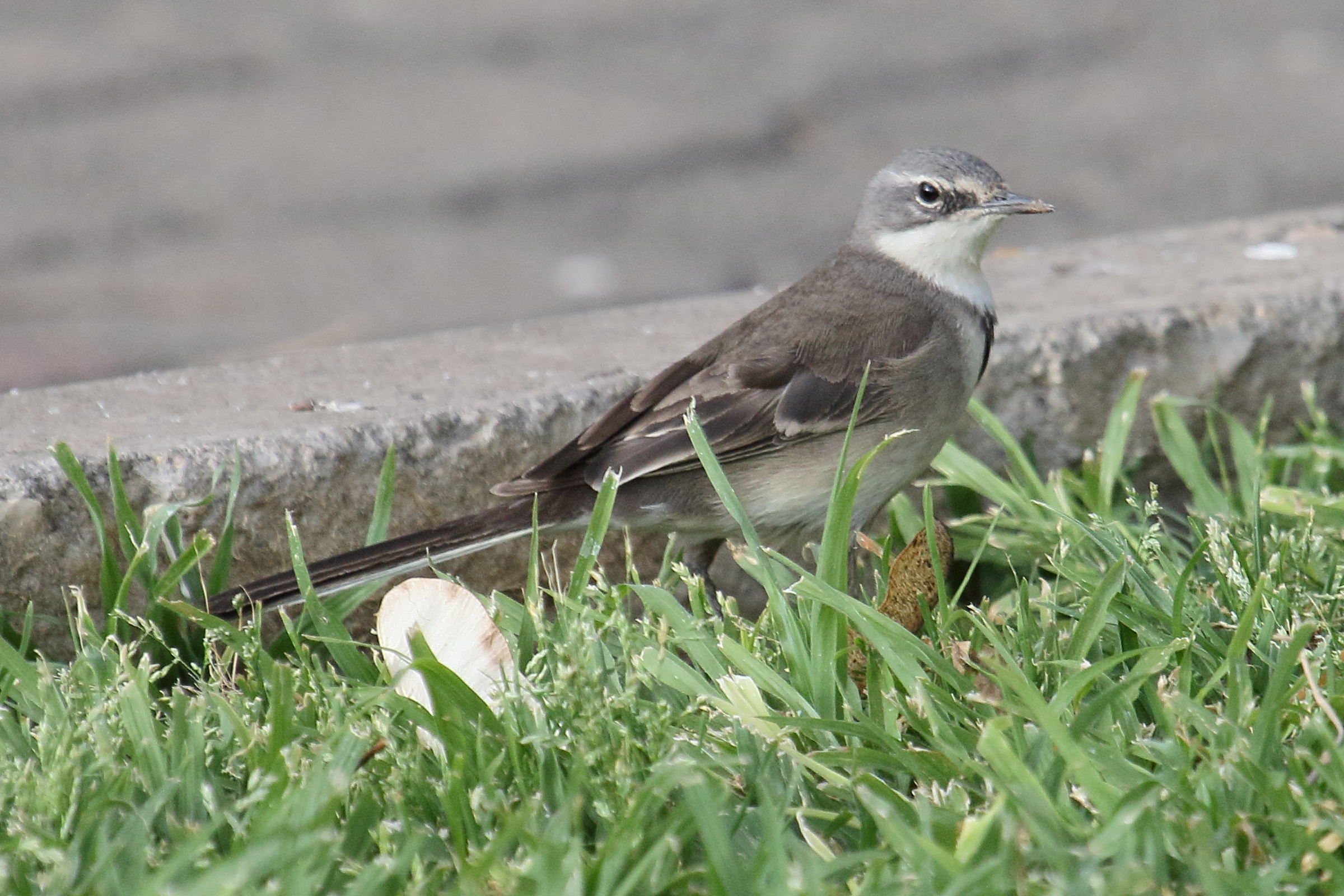 Afficher le média bergeronnette_du_cap_-_motacilla_capensis2md bergeronnette_du_cap_-_motacilla_capensis2md