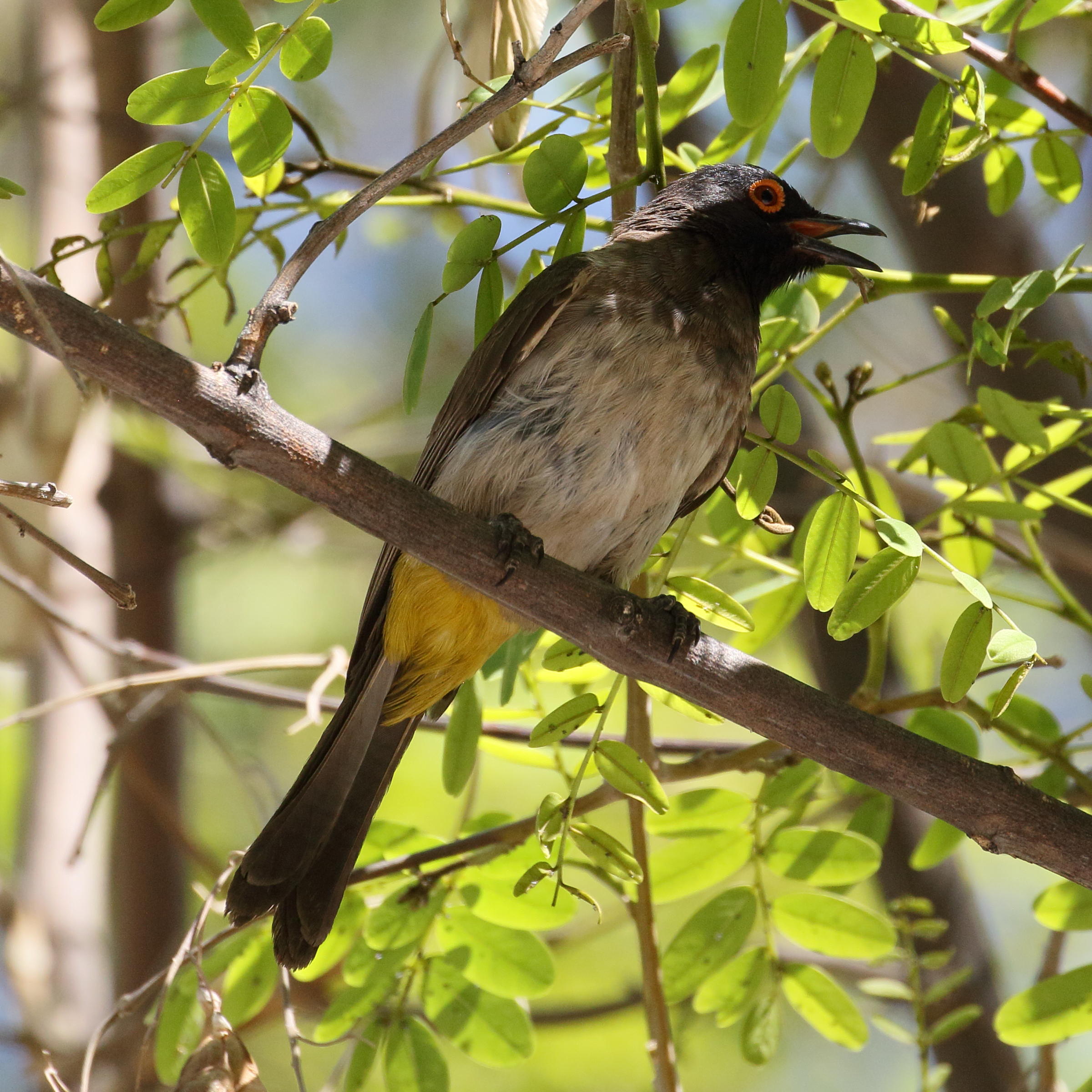bulbul_brunoir_-_pycnonotus_nigricans1bd