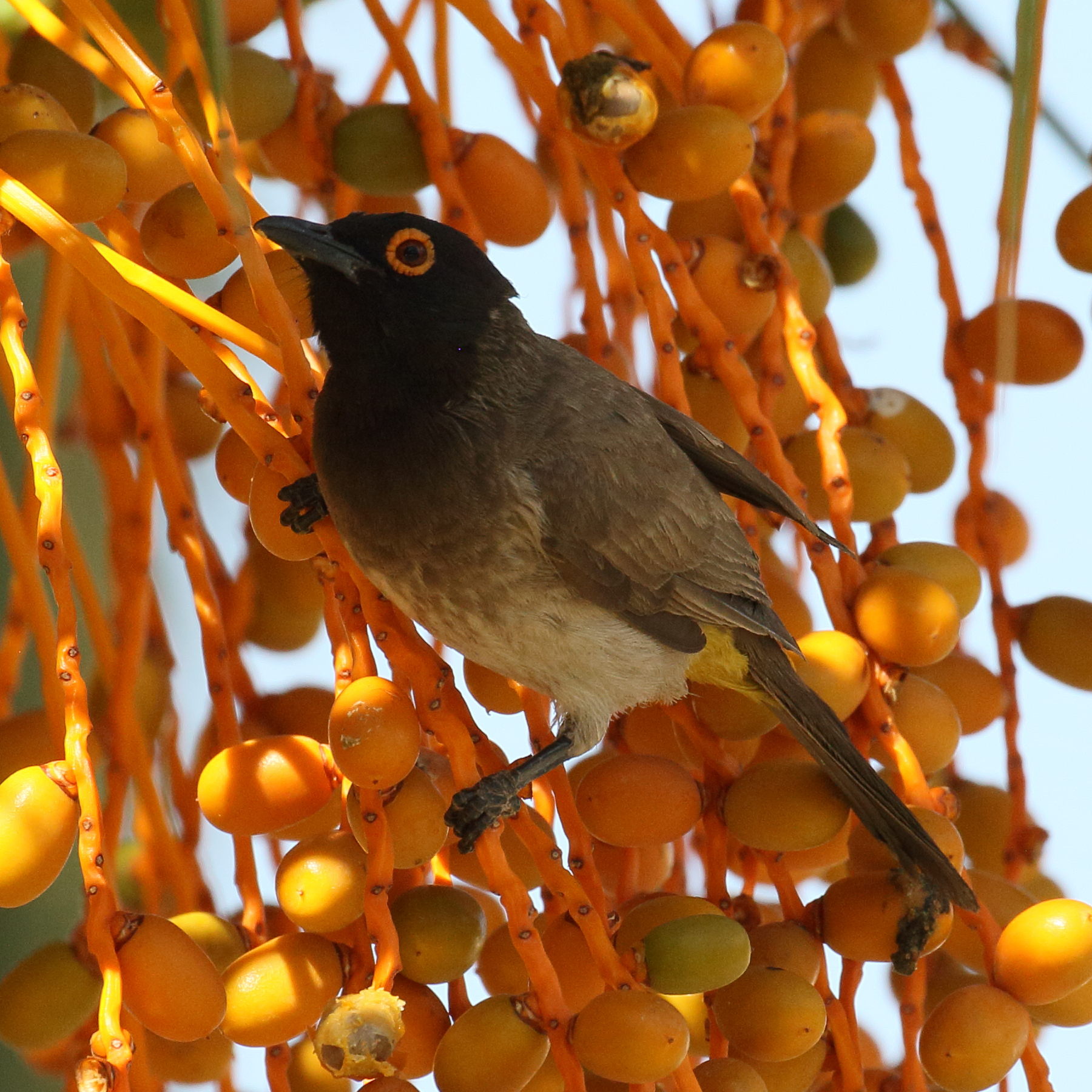 bulbul_brunoir_-_pycnonotus_nigricans2bd