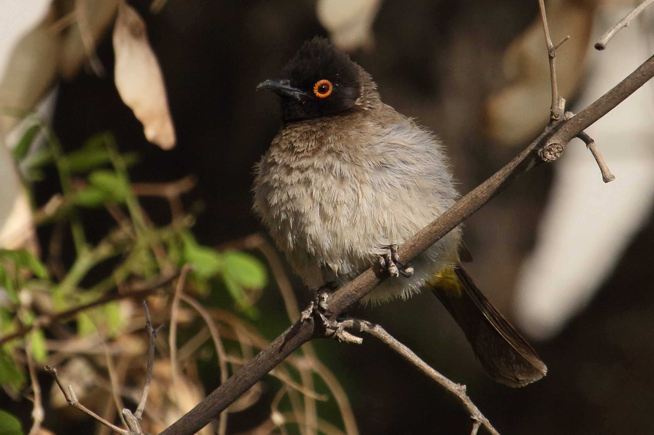 bulbul_brunoir_-_pycnonotus_nigricans3md