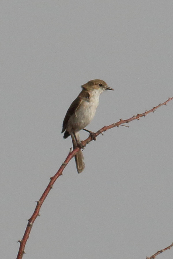 gobemouche_du_marico_-_melaenornis_mariquensis1bd