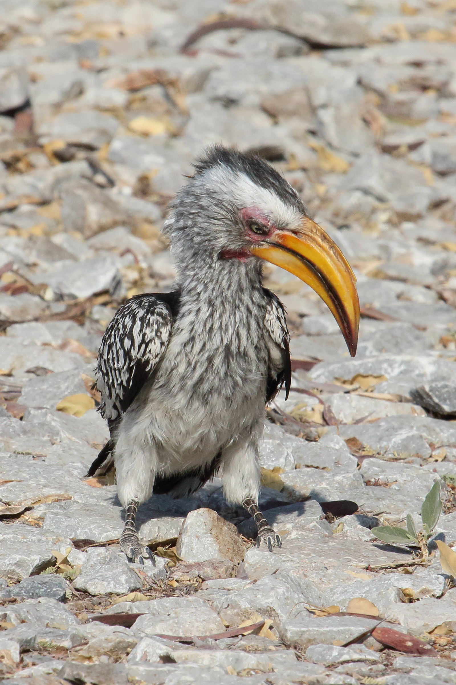 calao_leucomele_-_tockus_leucomelas1md