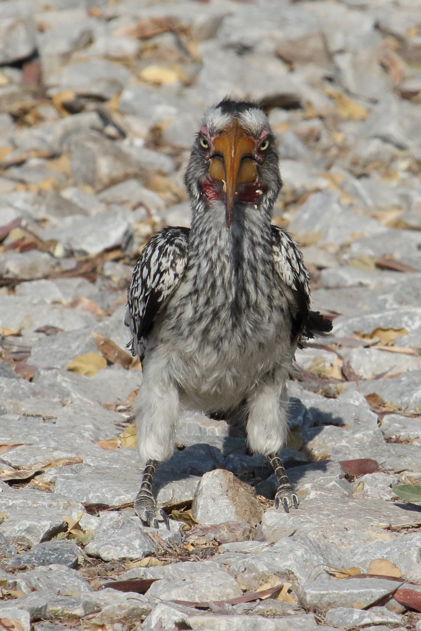 calao_leucomele_-_tockus_leucomelas2md