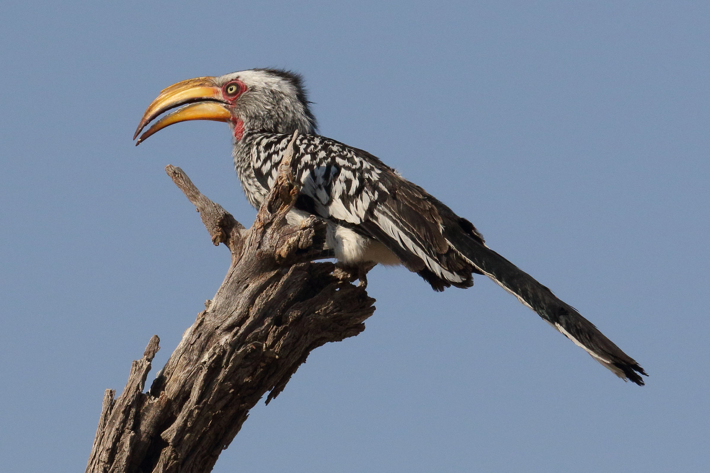 calao_leucomele_-_tockus_leucomelas3md