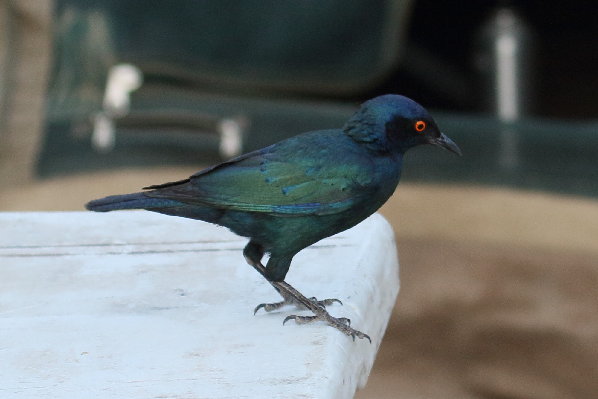 choucador_de_swainson_-_lamprotornis_chloropterus1md