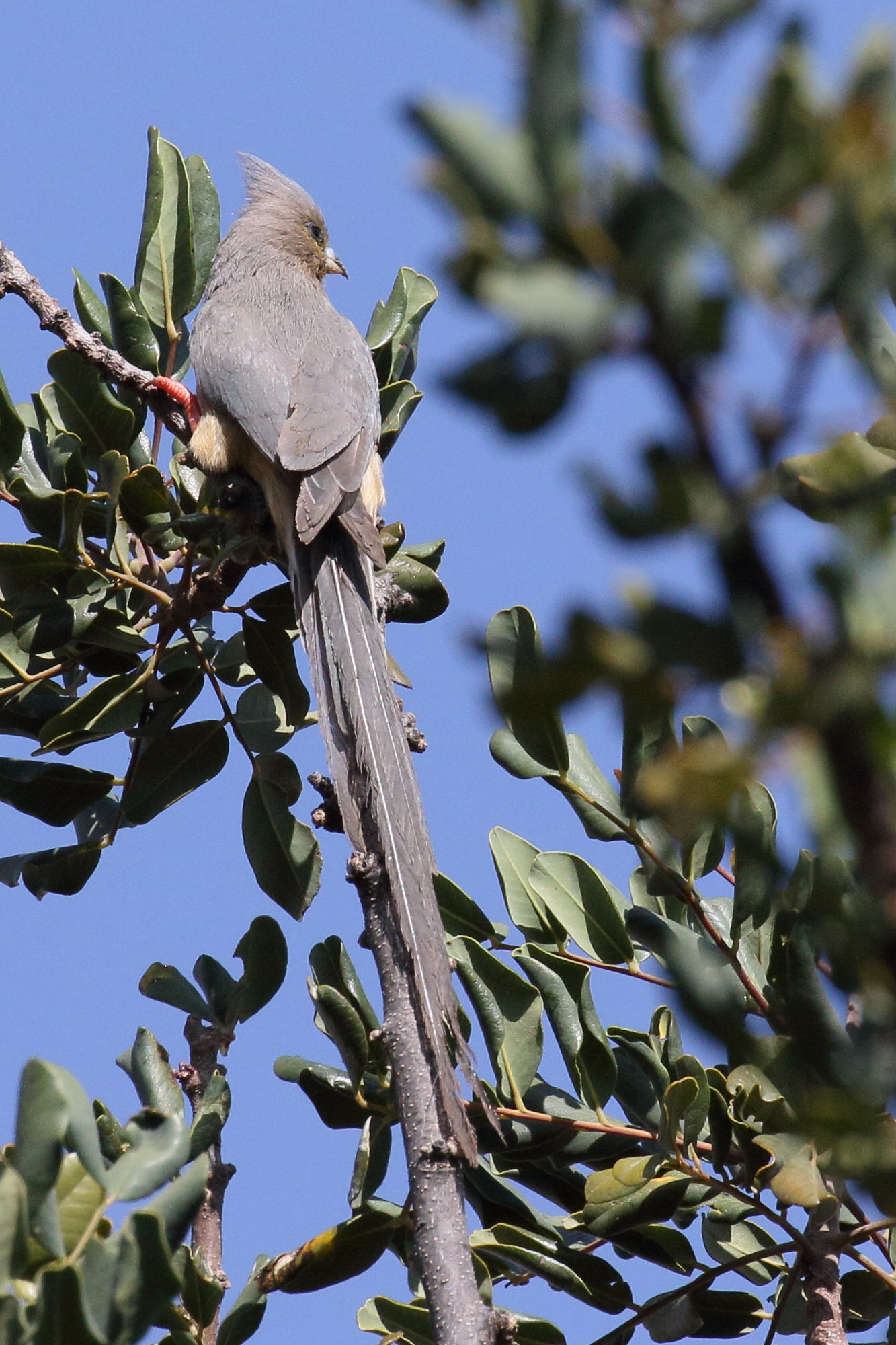 coliou_a_dos_blanc_-_colius_colius1bd