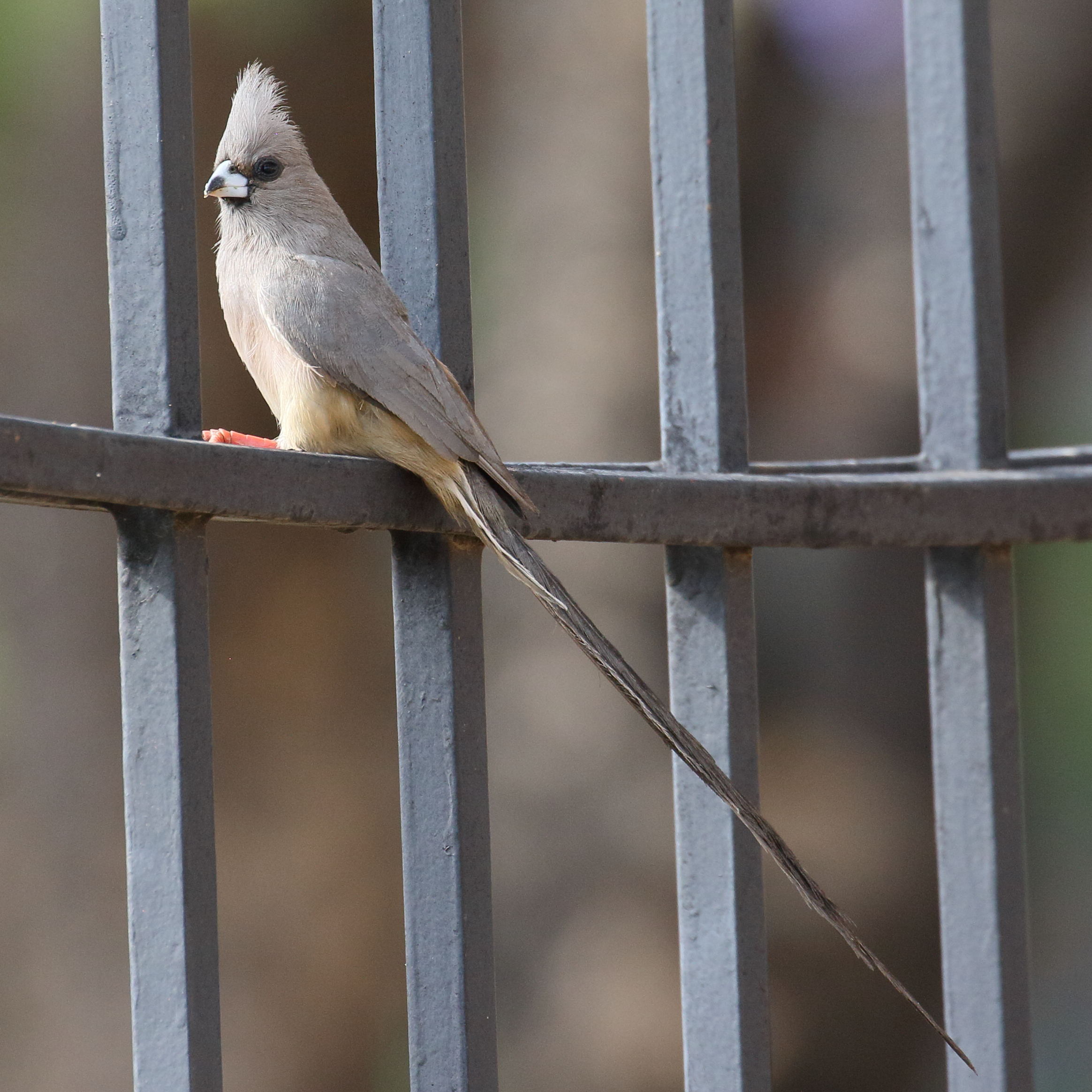 coliou_a_dos_blanc_-_colius_colius2bd