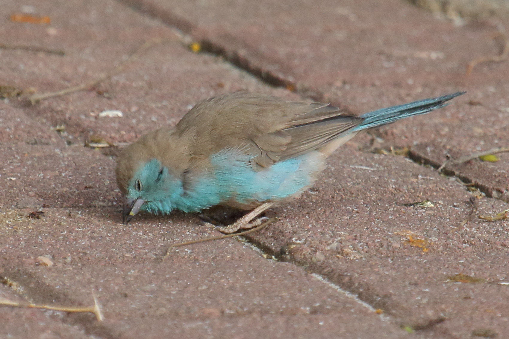 Afficher le média cordonbleu_d-angola_-_uraeginthus_angolensis1md cordonbleu_d-angola_-_uraeginthus_angolensis1md