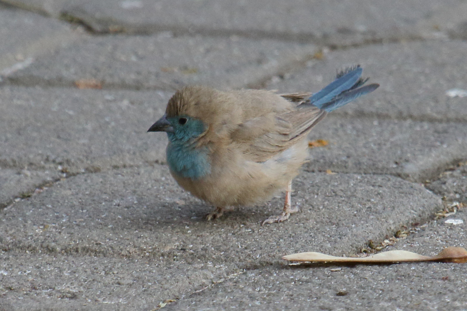 Afficher le média cordonbleu_d-angola_-_uraeginthus_angolensis2md cordonbleu_d-angola_-_uraeginthus_angolensis2md