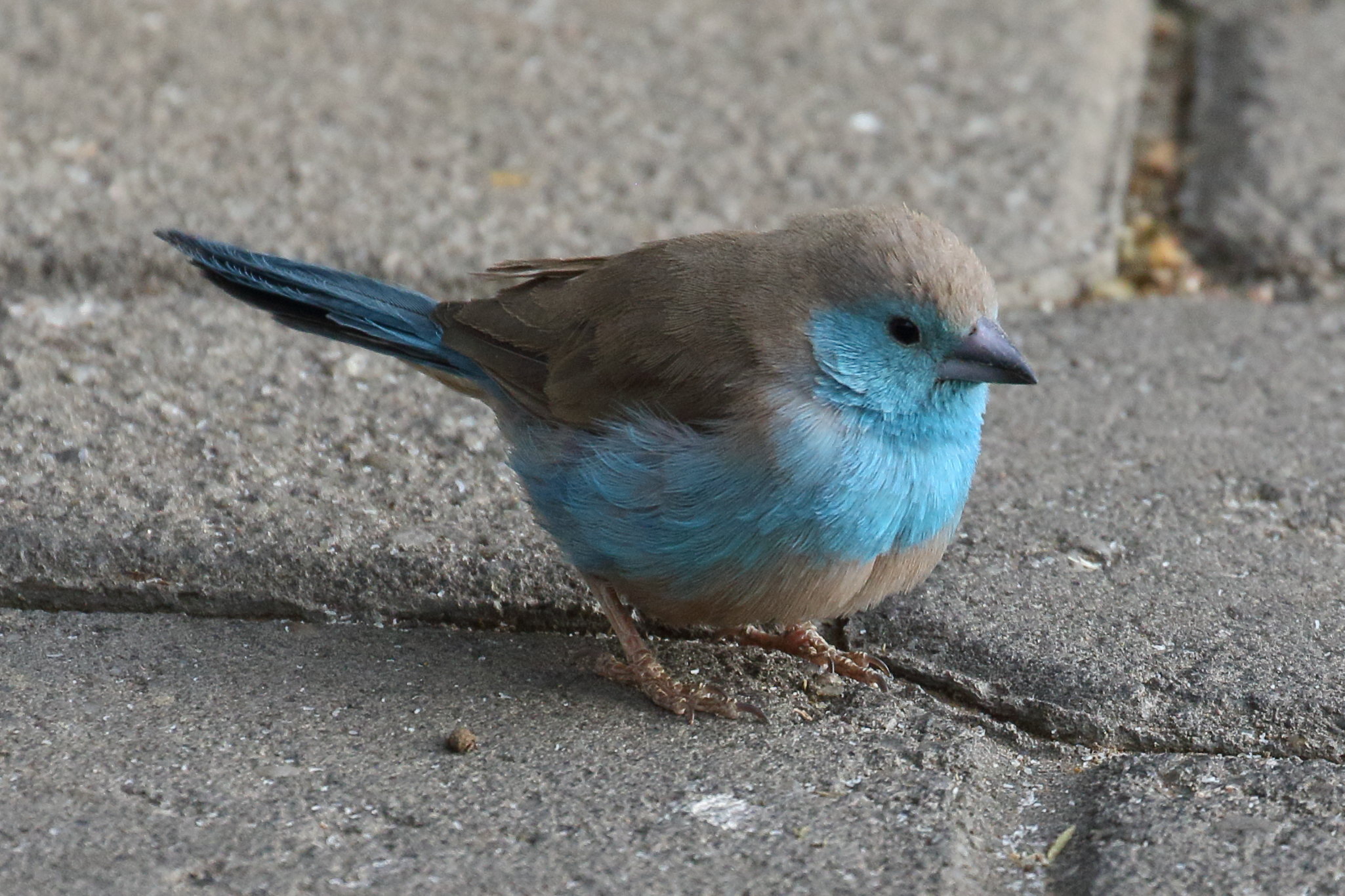 Afficher le média cordonbleu_d-angola_-_uraeginthus_angolensis3bd cordonbleu_d-angola_-_uraeginthus_angolensis3bd