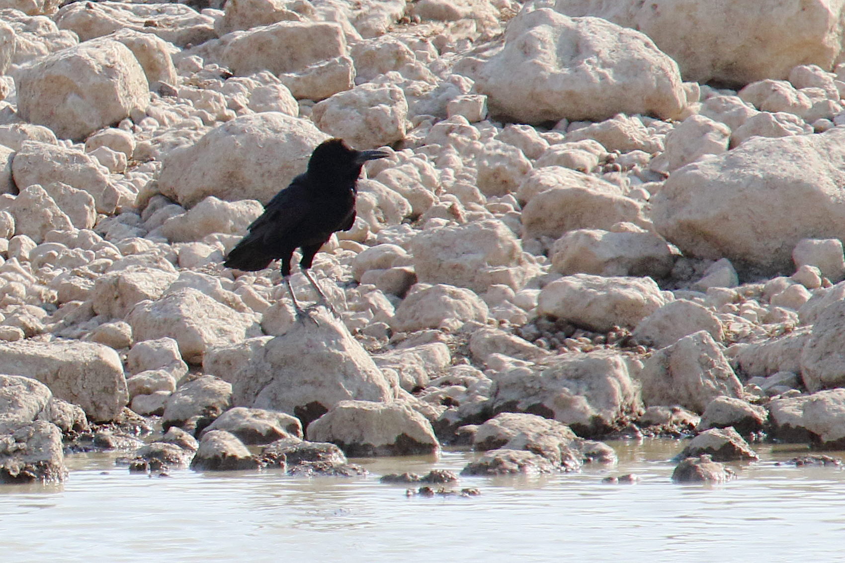 corneille_du_cap_-_corvus_capensis1md