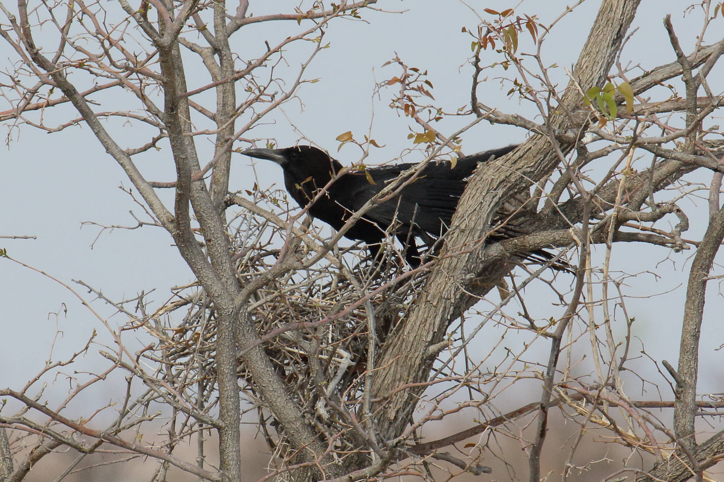 corneille_du_cap_-_corvus_capensis2md