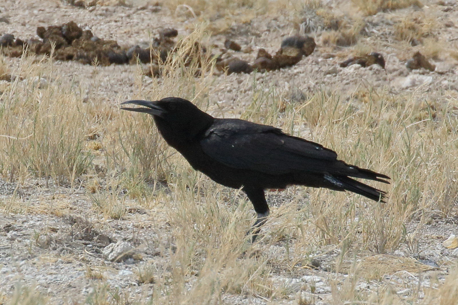 corneille_du_cap_-_corvus_capensis3bd