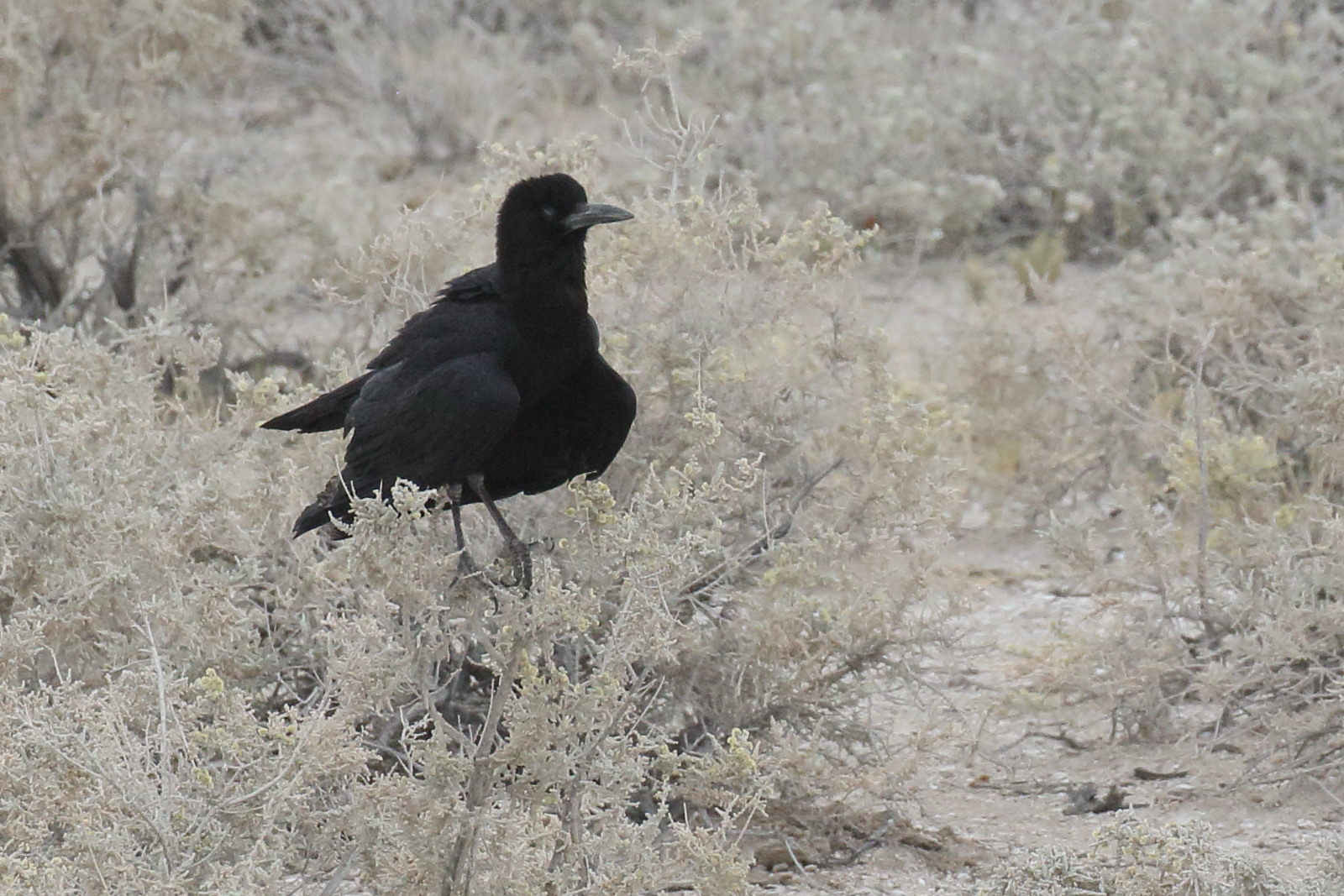 corneille_du_cap_-_corvus_capensis4bd