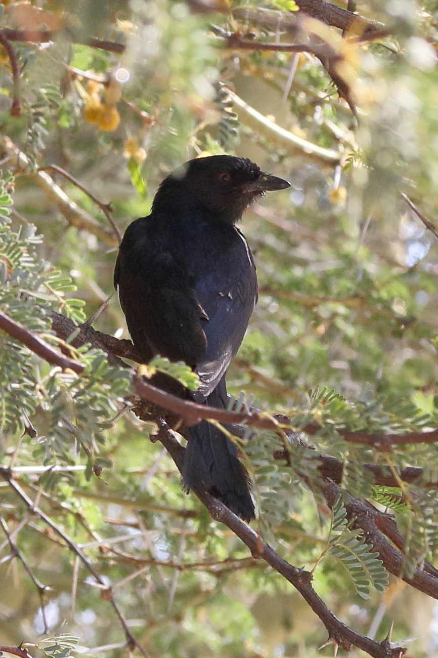 drongo_brillant_-_dicrurus_adsimilis1md