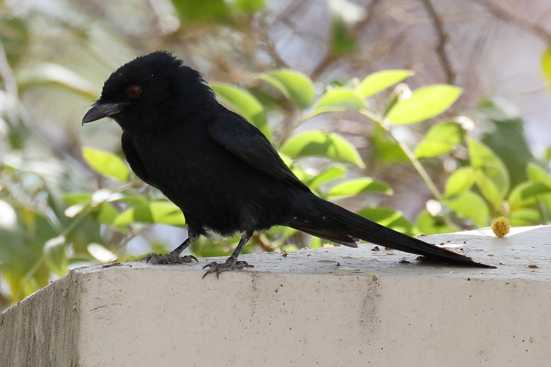 drongo_brillant_-_dicrurus_adsimilis2bd