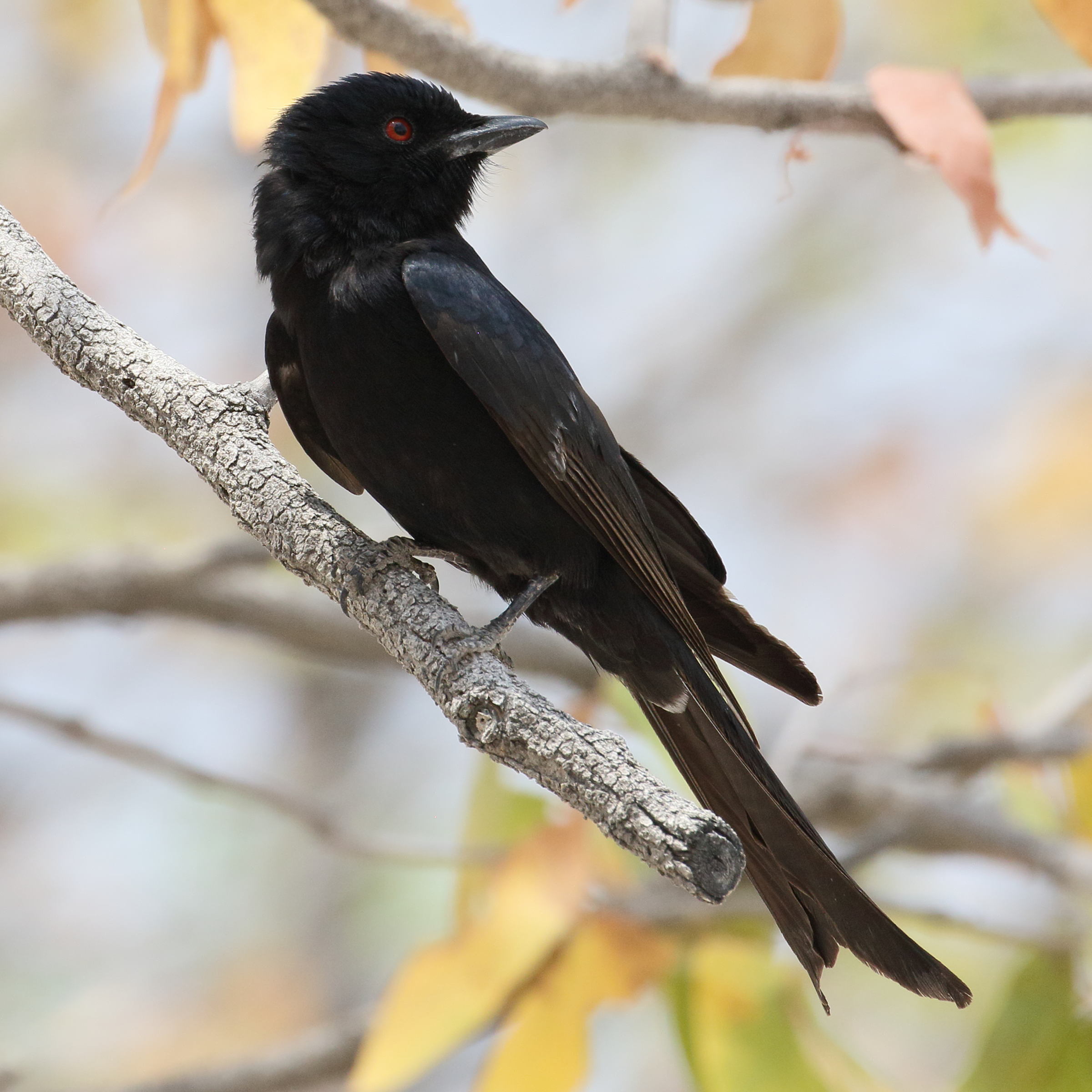 drongo_brillant_-_dicrurus_adsimilis3bd