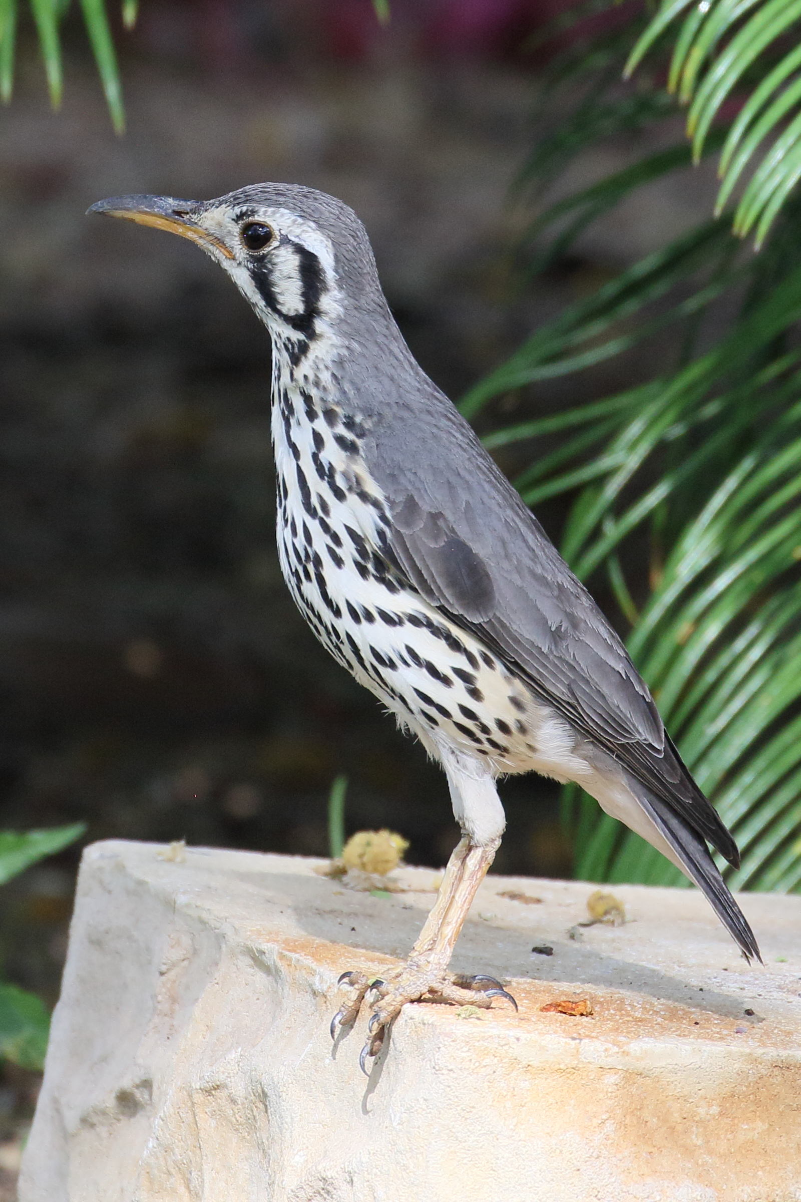 Afficher le média grive_litsitsirupa_-_psophocichia_litsitsirupa1bd grive_litsitsirupa_-_psophocichia_litsitsirupa1bd