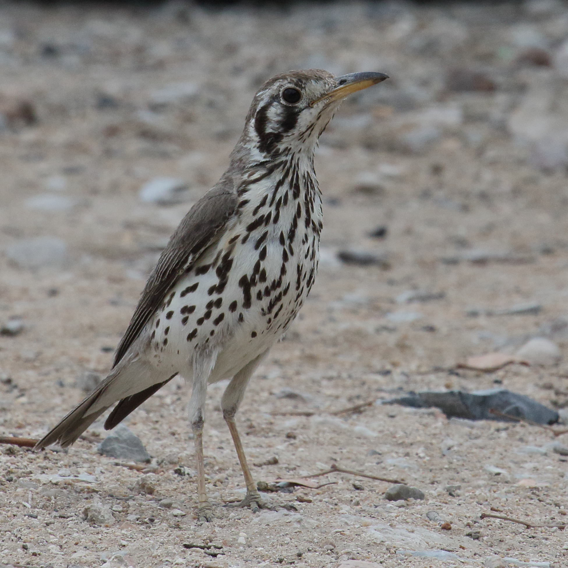 Afficher le média grive_litsitsirupa_-_psophocichla_litsitsirupa2md grive_litsitsirupa_-_psophocichla_litsitsirupa2md